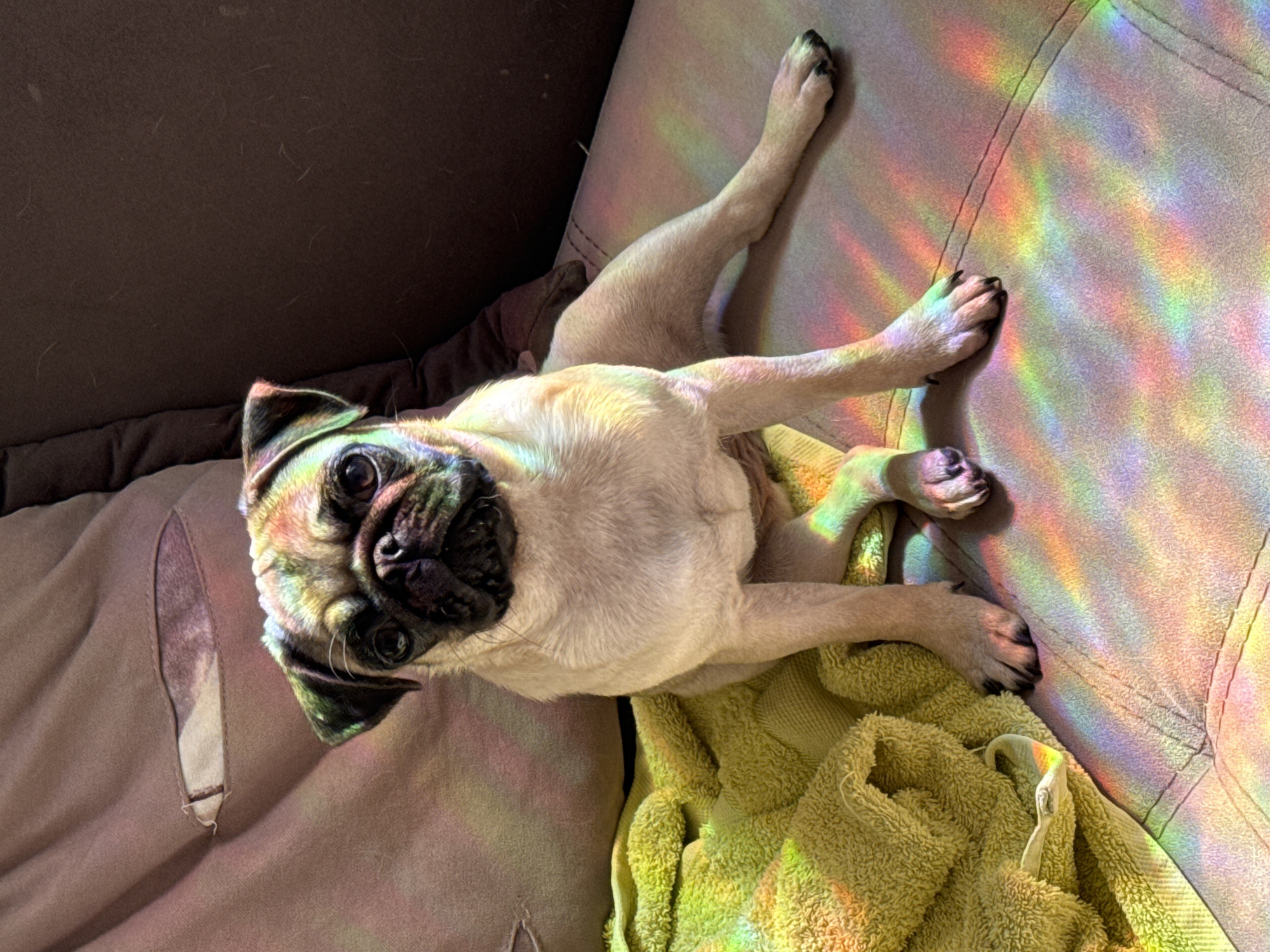 A fawn-colored pug dog with a black muzzle is sitting on a beige couch. The dog is looking directly at the camera with its ears perked up. Its front paws are resting on a folded yellow towel to the left, and its back legs are extended to the right on the couch. Rainbow-colored light streaks are visible across the dog's body and the couch, suggesting the presence of a prism or light refracting through glass. The couch has a slight tear on the back cushion, revealing an inner fabric. The background consists of the couch cushions, one dark brown and the other a lighter, textured brown.