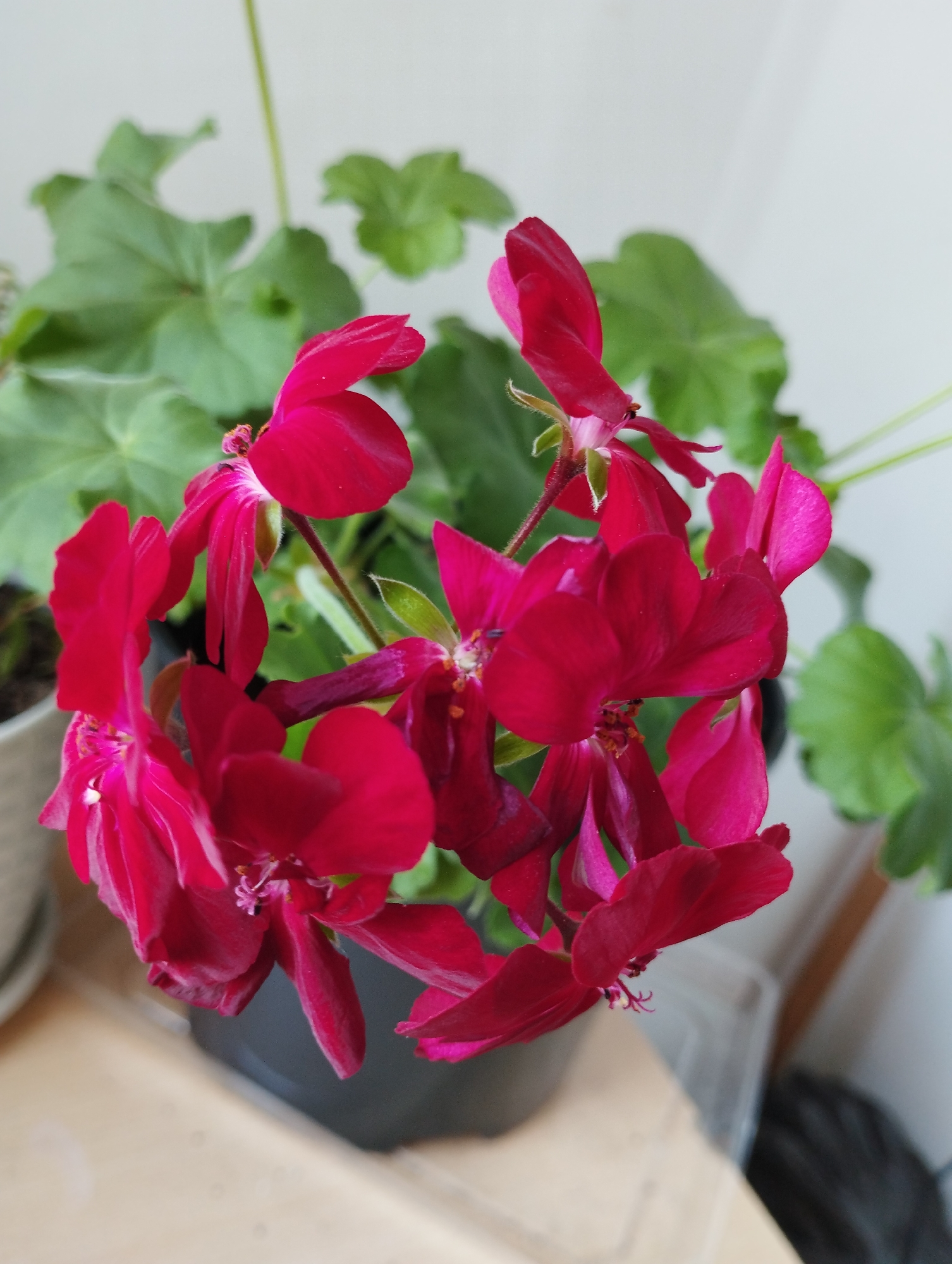 A close-up, eye-level shot shows a cluster of vibrant fuchsia-colored geranium flowers with a dark green, leafy background. The flowers are in focus, with their delicate petals and stamens clearly visible. The background consists of blurred green leaves, suggesting the plant is in a pot. A portion of a black pot is visible at the bottom center, and to the left, a beige surface is present. The lighting is soft, creating a gentle illumination on the flowers. The scene appears to be indoors, with a plain, light-colored wall behind the plant. There are no people or animals present, and no discernible location within a city can be identified.