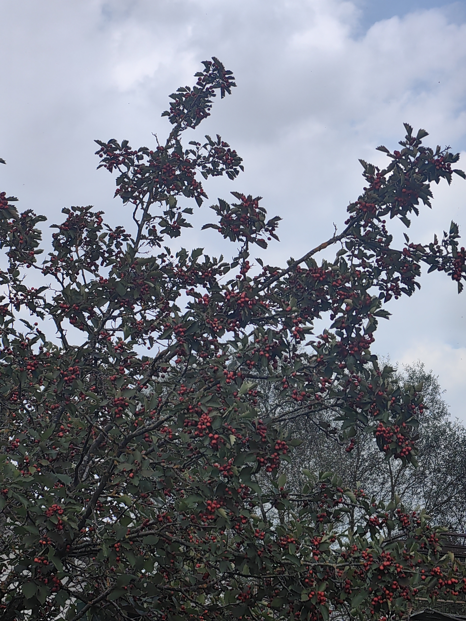 A close-up, medium shot captures a dense canopy of a tree laden with numerous small, red berries and dark green, serrated leaves against a cloudy sky. The branches are gnarled and dark, with some lighter brown bark visible. In the background, slightly out of focus, is a glimpse of another tree with sparser foliage and a hint of a metal structure, possibly a fence or a part of a building, on the right side. The scene appears to be outdoors, in a natural or semi-natural setting, possibly a park or garden within the city of Lesnoy, Russia.