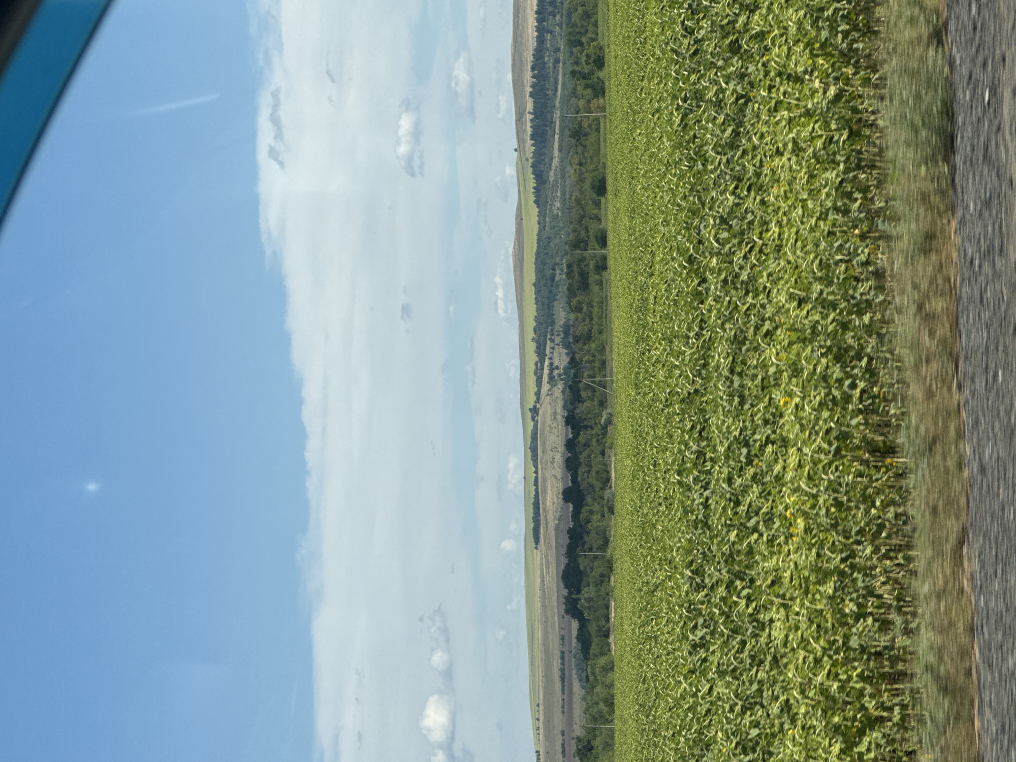 An outdoor, horizontal, eye-level shot captures a vast field of sunflowers under a bright blue sky with scattered white clouds. The field occupies the majority of the frame, with rows of green sunflower stalks stretching towards rolling hills in the background. The hills are covered in a mix of green vegetation and lighter brown fields, with a dark line of trees at their base. In the distance, the sky transitions from bright blue to a paler shade as it meets the horizon. A faint blue tinted reflection or smudge is visible in the upper left corner of the image, likely from a window or screen. A road or embankment made of dark gravel and some dry grass runs along the bottom of the frame, suggesting the photo was taken from a moving vehicle. There are no people or animals visible in the scene. The image depicts a rural landscape in the city of Burdygino, Russia.