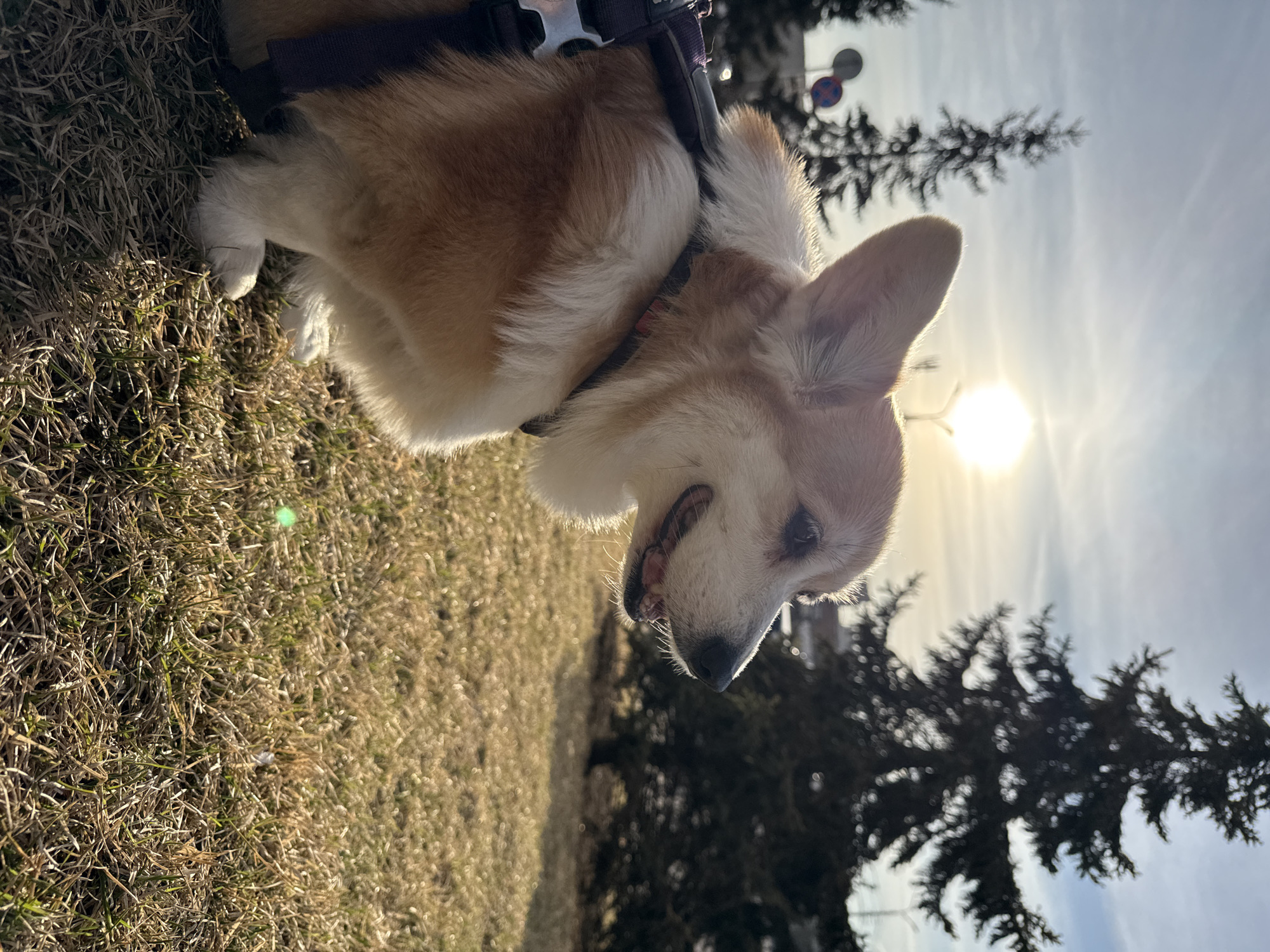 The image shows a corgi dog outdoors on grass, wearing a harness. The background includes trees and the sun shining brightly. The location is Krasnoyarsk, Russia.