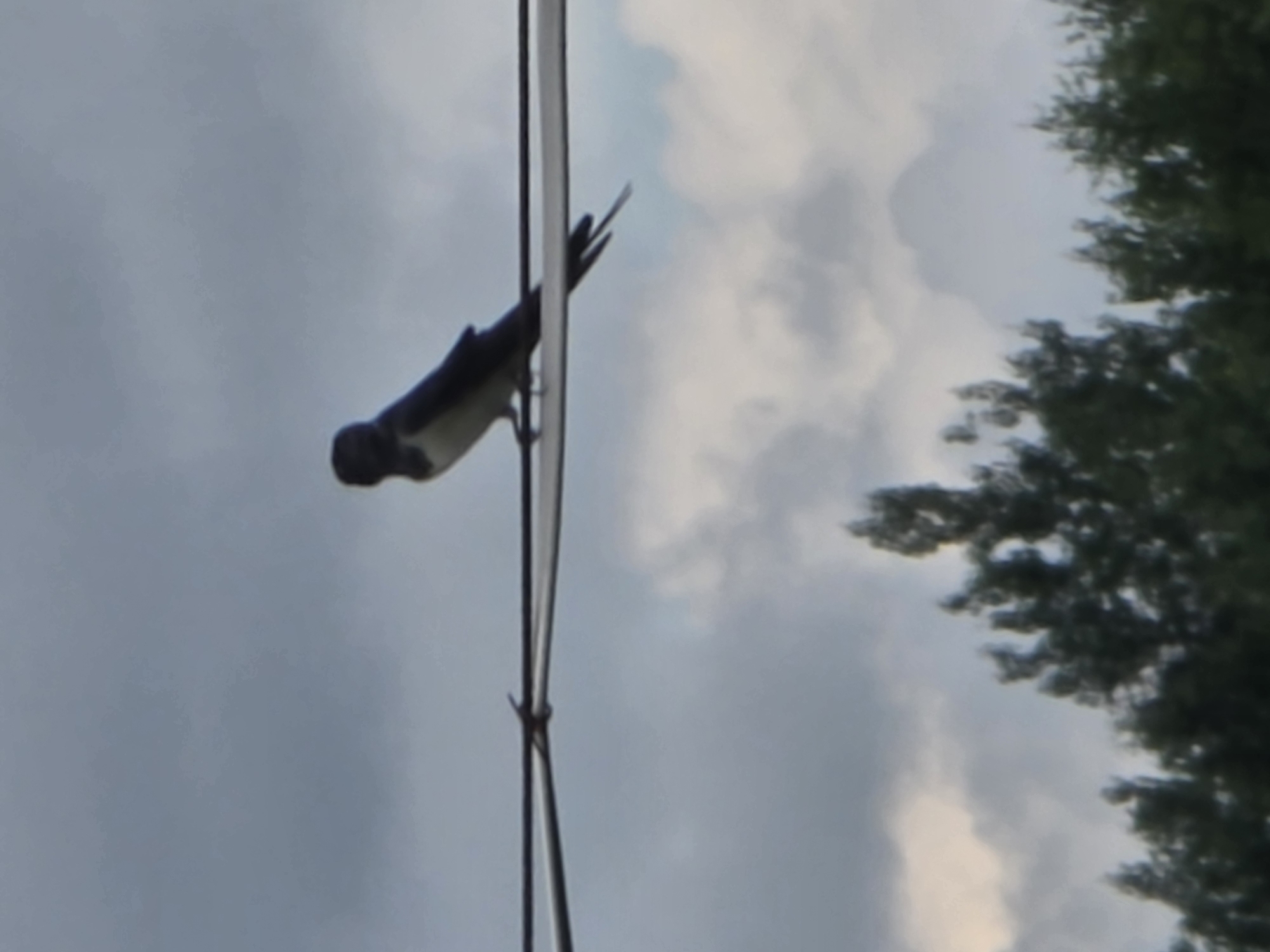 A single barn swallow is perched on a wire against a cloudy sky. The bird is silhouetted and facing left, with its wings folded. Below the wire, the tops of dark green trees are visible. The scene appears to be outdoors in an open area, possibly a park or rural setting, given the presence of trees and wires. The overall lighting suggests it is daytime, but overcast.