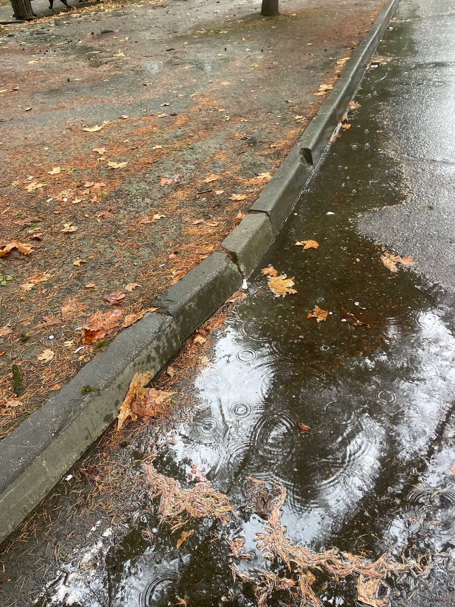 The image captures a close-up, eye-level view of a wet sidewalk and curb on a rainy day. The scene is characterized by fallen autumn leaves, predominantly brown and orange, scattered across the sidewalk and a patch of ground next to it. Pine needles are also visible, mixed with the leaves. The curb is a concrete structure, showing some wear and tear with a chip in its surface. Water has collected on the street, forming puddles where ripples are evident, indicating ongoing rainfall. The reflections in the water suggest the presence of trees and possibly buildings, though these are indistinct. The overall environment appears to be an outdoor urban setting, likely a park or a street in Sochi, Russia, given the presence of autumn foliage and a public walkway. There are no people or animals visible in the frame.