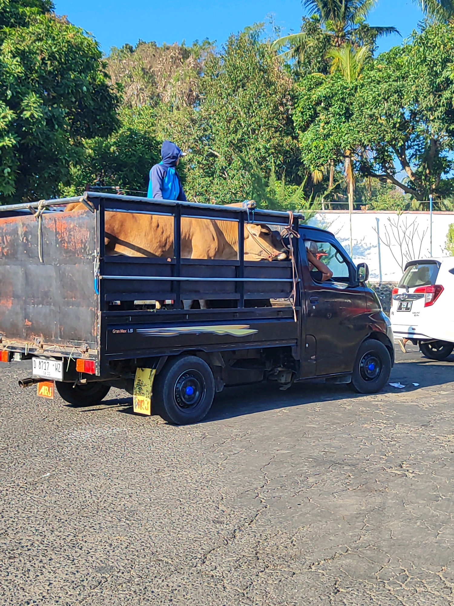 In Kotakulon, Indonesia, a brown pickup truck is captured from the side, transporting a large cow. The cow, with its tan-colored hide, is secured within the truck's metal cage. A person wearing a blue hooded jacket stands in the truck bed, overseeing the animal. The truck's rear license plate reads "D 8717 WZ". To the right of the pickup truck, a white car is parked. The scene is set on a sunlit asphalt road, bordered by lush green trees and a clear blue sky. The overall environment suggests a rural or semi-urban setting within Kotakulon.