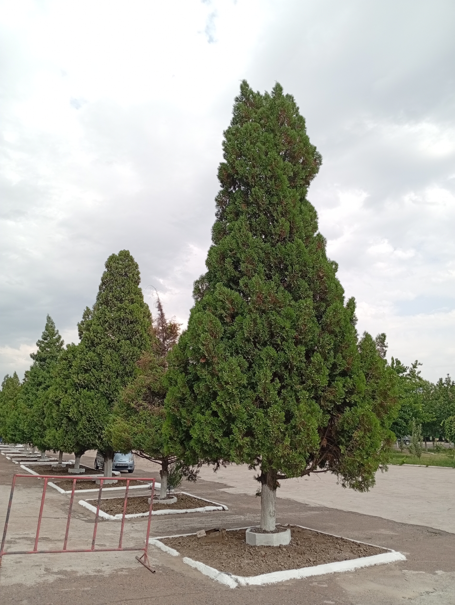 In the city of Angren, Uzbekistan, this image captures a street or parking area lined with several mature evergreen trees, likely cypress or juniper, with a prominent, large tree dominating the foreground. The trees are planted in square, mulched beds bordered with white paint. In the middle ground, a silver sedan is parked beneath one of the trees. A low, red metal barrier is situated in the foreground, partially obscuring the view of the parked car and the tree-lined area. The sky above is overcast with scattered clouds. The ground surface appears to be asphalt or concrete.