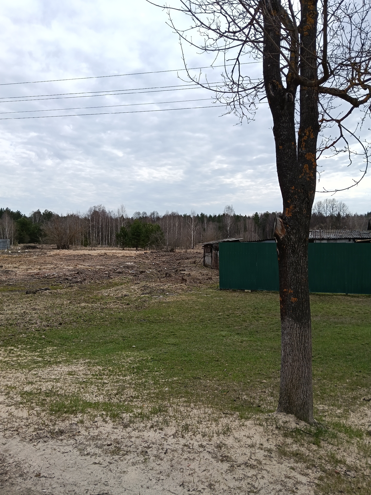 The image depicts a rural scene in Красный Маяк, Russia, with a prominent tree trunk in the foreground. The ground transitions from sandy patches to green grass. A cleared area with exposed soil and some debris lies in the middle ground, bordered by a sparse forest of birch and pine trees. A dark green metal fence encloses a small building, potentially a shed. Power lines stretch across the overcast sky.