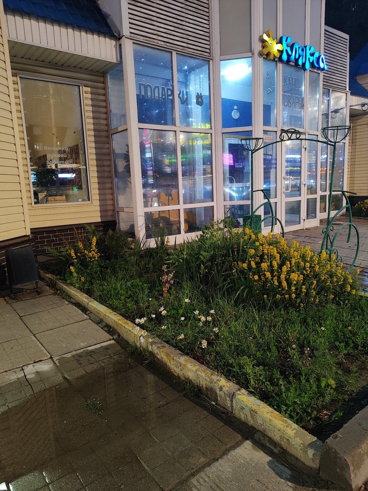 The image shows the exterior of a store with large glass windows. A neon sign above the entrance reads "Клякса" in blue and yellow. The store appears to be a gift shop or craft store, with signage visible inside indicating "ПОДАРКИ" (gifts) and "КРАФТОВАРЫ" (craft supplies). The store is decorated with a small garden bed in front, featuring grass, yellow flowers, and some white daisies. The pavement in front of the store is wet, suggesting recent rain. The scene is set at night, as indicated by the artificial lighting and the overall darkness of the environment. There are no people visible in the image. The overall impression is that of a commercial establishment in an urban setting, likely a small town or city given the modest architecture.