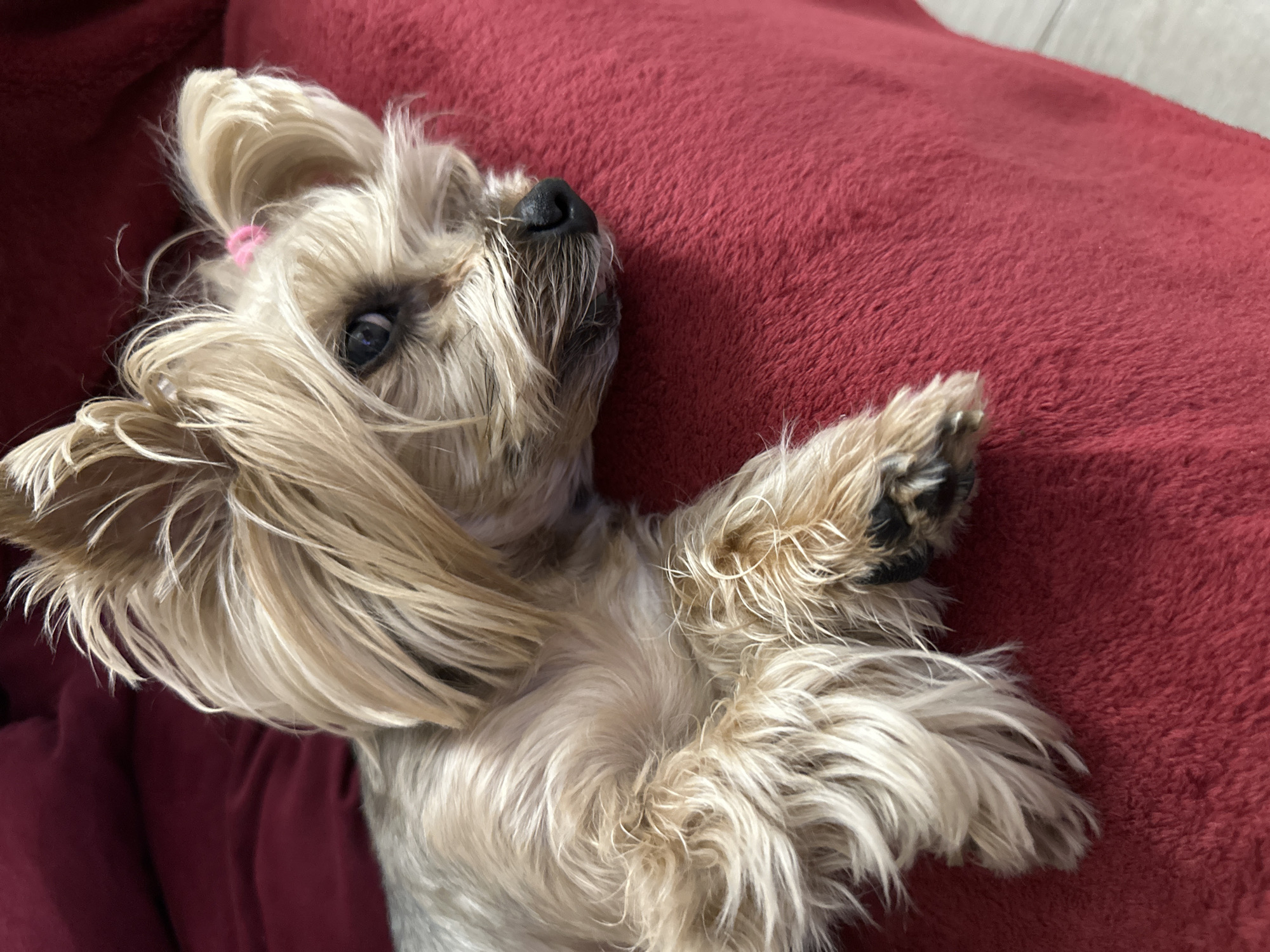 A small, long-haired dog, likely a Yorkshire Terrier, is resting on its back on a plush, red blanket or cushion. The dog's fur is a mix of golden, tan, and dark brown, appearing long and somewhat tousled. A small pink hair tie is visible in the hair on the top of its head, near its right eye.
The dog's head is tilted slightly upwards and to the right, with its dark eyes partially open, looking in that direction. Its black nose is visible on the left side of its face. Its front paws are raised, revealing some dark paw pads. The dog appears relaxed and comfortable, possibly resting or dozing. The soft, textured red fabric dominates the background, indicating an indoor setting, likely a home in Sofia, Bulgaria. No text is visible in the image. The time of day is not explicitly clear, but the lighting suggests an indoor environment.