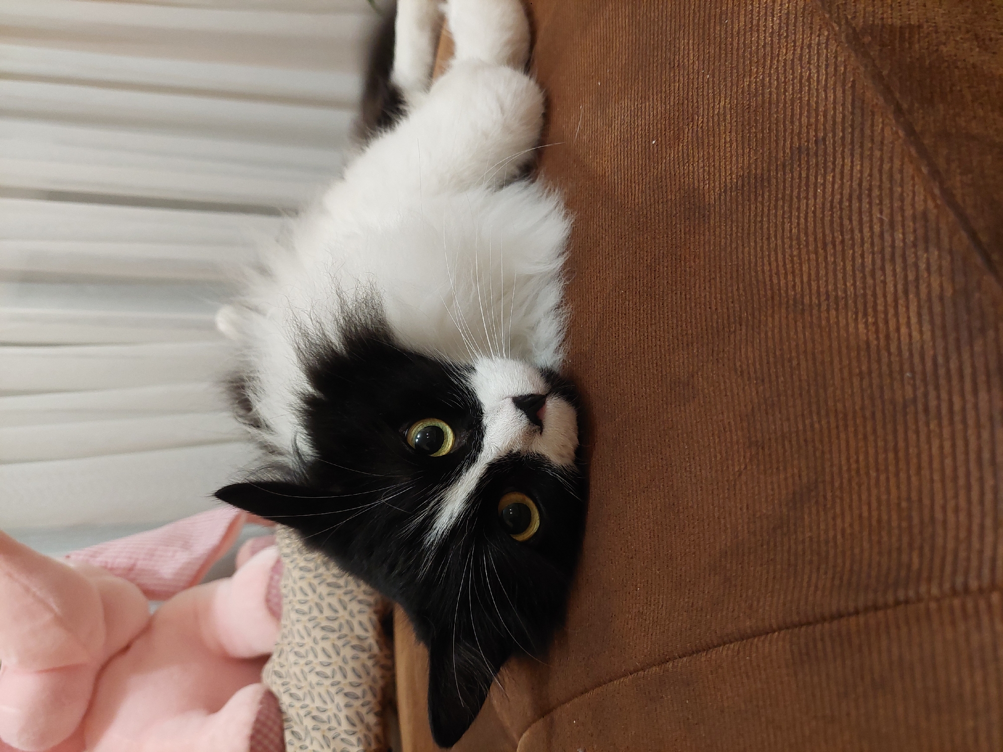 A black and white cat is lying on a brown corduroy sofa, its head towards the bottom of the frame. The cat has yellow eyes and long white whiskers. A pink stuffed animal and a patterned fabric are visible in the lower left corner of the frame. A white wall is visible in the background. The location is likely inside a home in Plovdiv, Bulgaria.