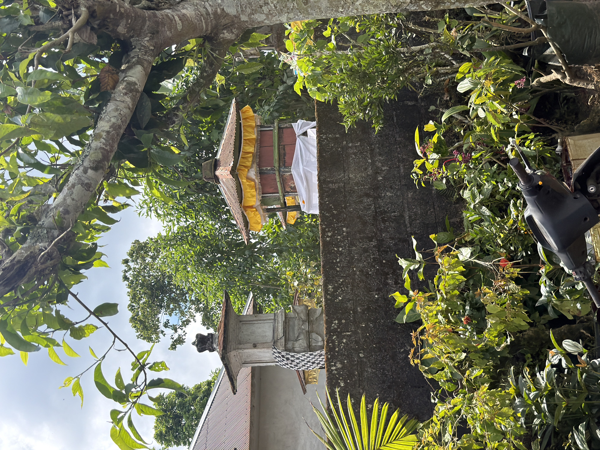 This image shows an outdoor scene in Kintamani, Indonesia, with lush greenery and architectural elements. In the foreground, there is a motorcycle handlebar visible. Behind it, a variety of plants and bushes are densely packed, some with small purple berries. A rough, dark grey stone wall runs horizontally across the midground.
On top of the wall, two distinct structures are visible. To the left, a stone monument or shrine stands, adorned with a black and white checkered fabric draped over its side and topped with a dark, decorative finial. To the right of this stone structure is another structure with a multi-tiered, rusty metal roof, decorated with yellow fabric draped around its edges. This structure has red sides and appears to be covered in parts with white cloth.
Behind the wall and structures, a building with a reddish-brown corrugated metal roof is partially visible. The background is filled with a dense canopy of green trees under a cloudy sky. The overall impression is of a slightly overgrown, tranquil, and possibly sacred outdoor space within a village setting.