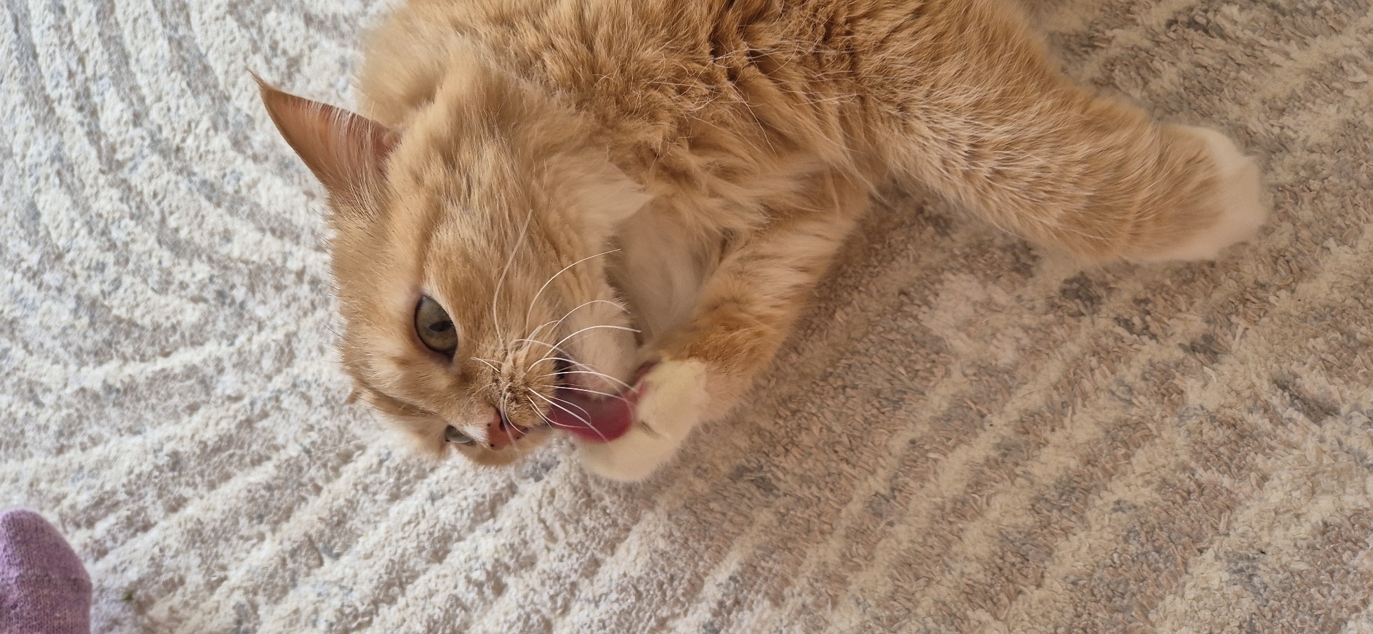 An orange tabby cat with white paws lies on a beige patterned rug. The cat is grooming itself, licking its right paw with its tongue extended. A purple object is partially visible in the lower left corner. The location is unknown.