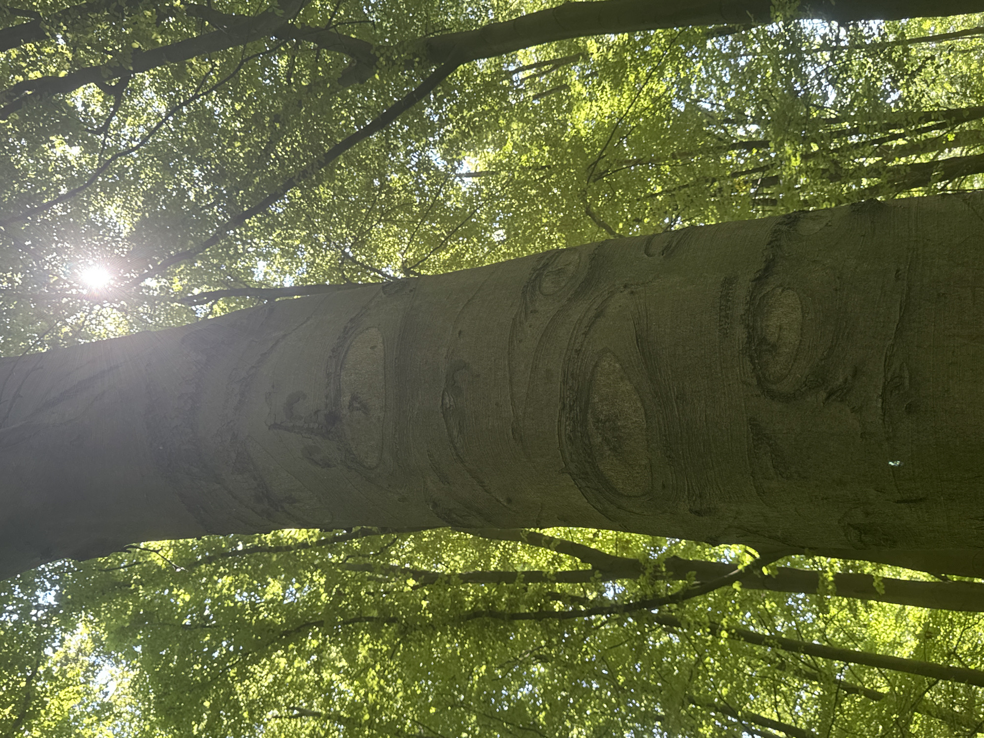 The image shows a close-up of a large tree trunk in a forest setting. The trunk has a rough, textured bark with several circular patterns that resemble eyes. Sunlight filters through the dense green foliage of the surrounding trees, creating a dappled effect and a bright lens flare at the top of the image. The scene appears to be a natural environment, likely a park or a forest within the city limits. There are no people or animals visible in the image. The overall impression is one of a peaceful, sun-dappled forest. Based on the visual cues of a well-maintained urban forest with mature trees, this scene is consistent with locations such as the Sonian Forest on the outskirts of Brussels, Belgium, a large protected forest area offering numerous walking trails and recreational opportunities.