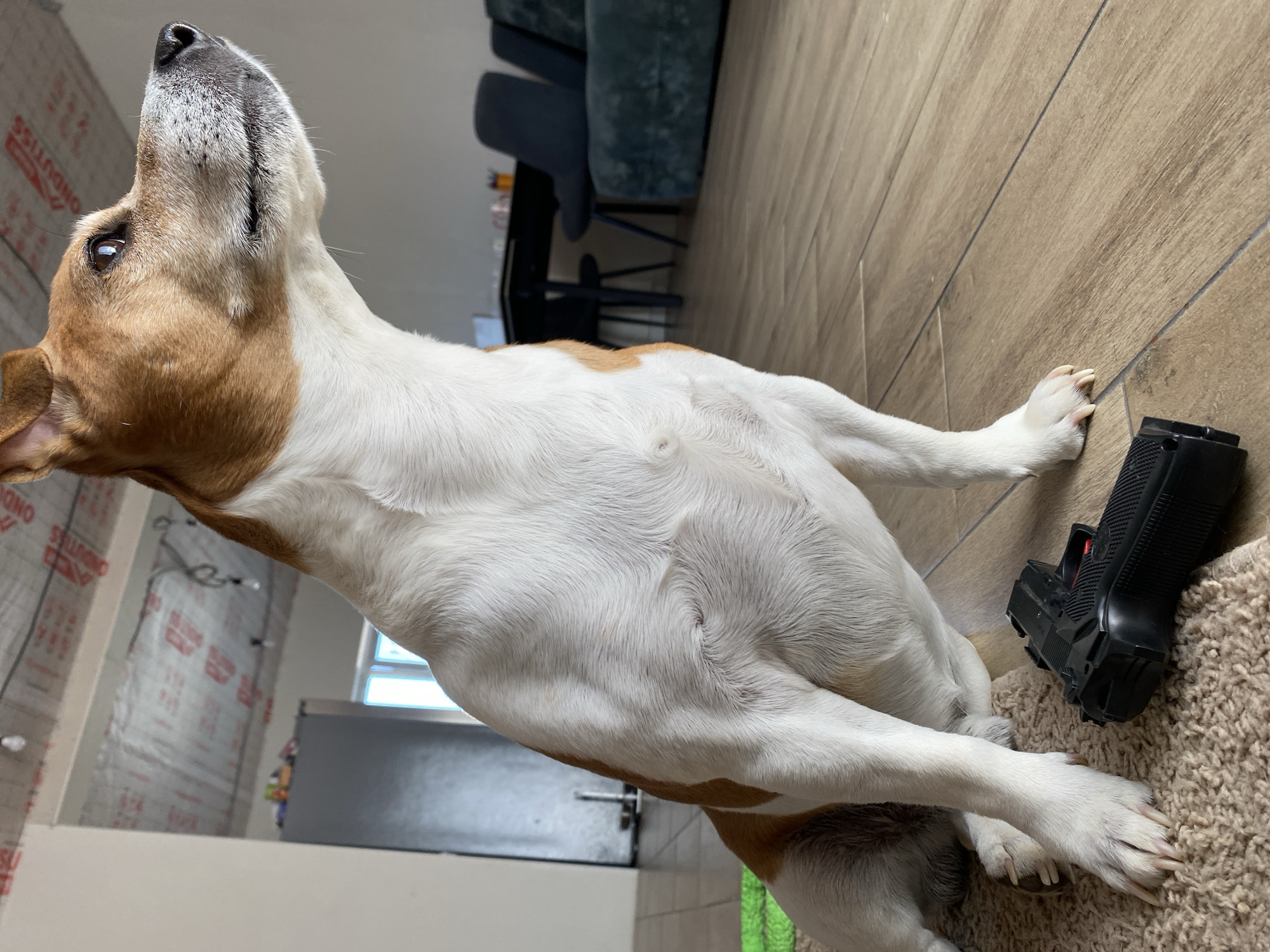 A brown and white dog lies stretched out on a light brown, wood-look tiled floor in an indoor setting, likely a home in Chaikovsky, Russia. The dog, predominantly white with brown patches on its head, ears, and a few on its body, is facing left and looking intently upwards with an expression of curiosity or focus. Its front paws are extended, and its body appears relaxed.
To the right of the dog's right paw, a black object resembling a pistol or toy gun rests partially on the tiled floor and partially on a shaggy, light-colored carpet. In the background, a dark blue or green upholstered piece of furniture and dark chair legs are visible, suggesting a living area. The wall on the left side of the image appears to be covered with a reflective insulation material, on which the word "ONDUTISS" is faintly visible in reddish letters. Further in the background, a window allows bright natural light into the room, indicating it is daytime. A dark-colored door or cabinet is also partially visible in the distant background. The overall scene suggests a casual domestic environment, possibly undergoing some form of renovation or featuring unfinished utility elements alongside furnished areas.