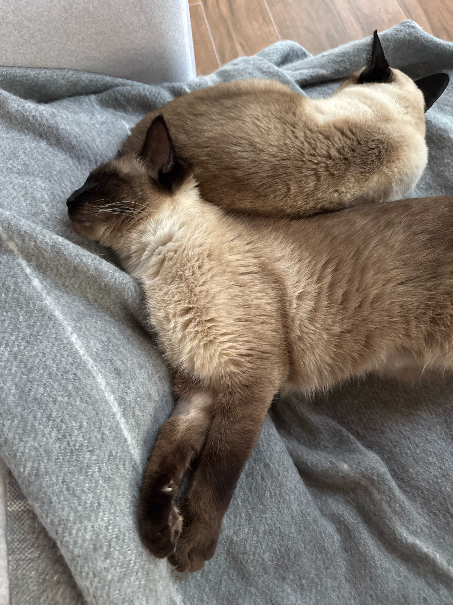 Two Siamese cats are sleeping on a gray blanket. The cat in the foreground is lying on its side with its head resting on its paws. The other cat is lying on top of the first cat, with its head tucked under its body. The cats are both light brown with darker markings on their ears and faces. The blanket is a soft, fuzzy material with a subtle striped pattern. The image appears to be taken indoors, likely in a home. There is no information that suggests the location is Steklyannyi, Russia.