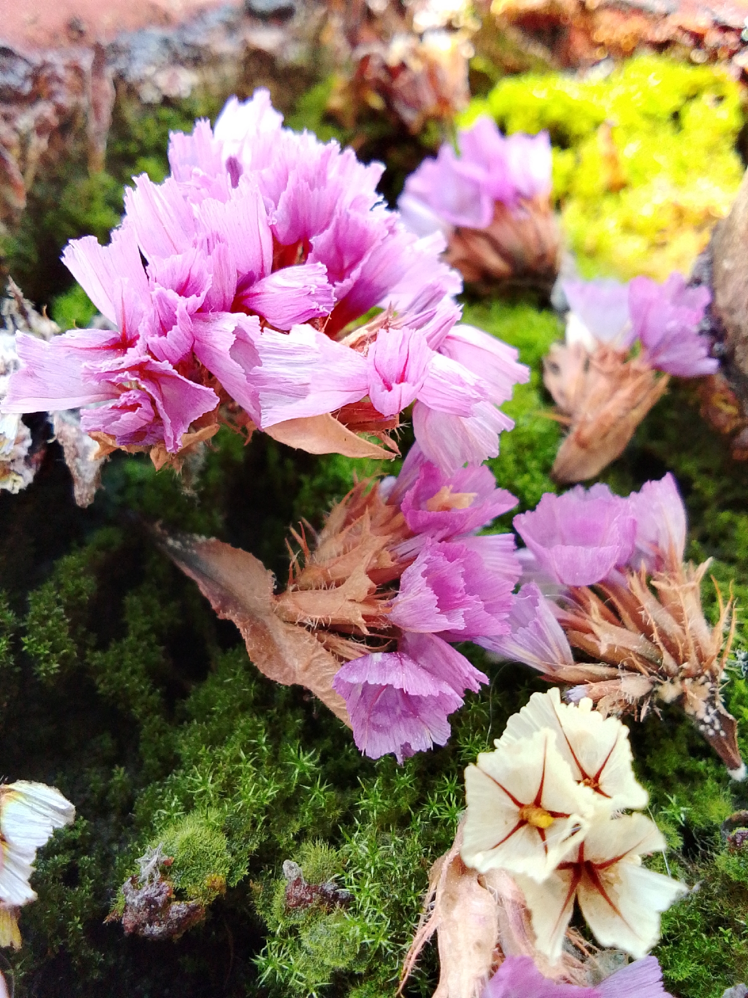 The image presents a close-up view of a composition of dried flowers and moss, set against a backdrop of what appears to be bark and other natural materials. The focal point includes several pink, fringed flowers, possibly Statice (Limonium) varieties, interspersed with tan, dried stems. A cluster of white flowers with red star-shaped markings adds a contrast in color and form. The base consists of green moss, providing a textured background. The location is not identifiable within the image based on the visible elements alone; thus, the city of 1-Go Maya, Russia, cannot be confirmed as the setting.