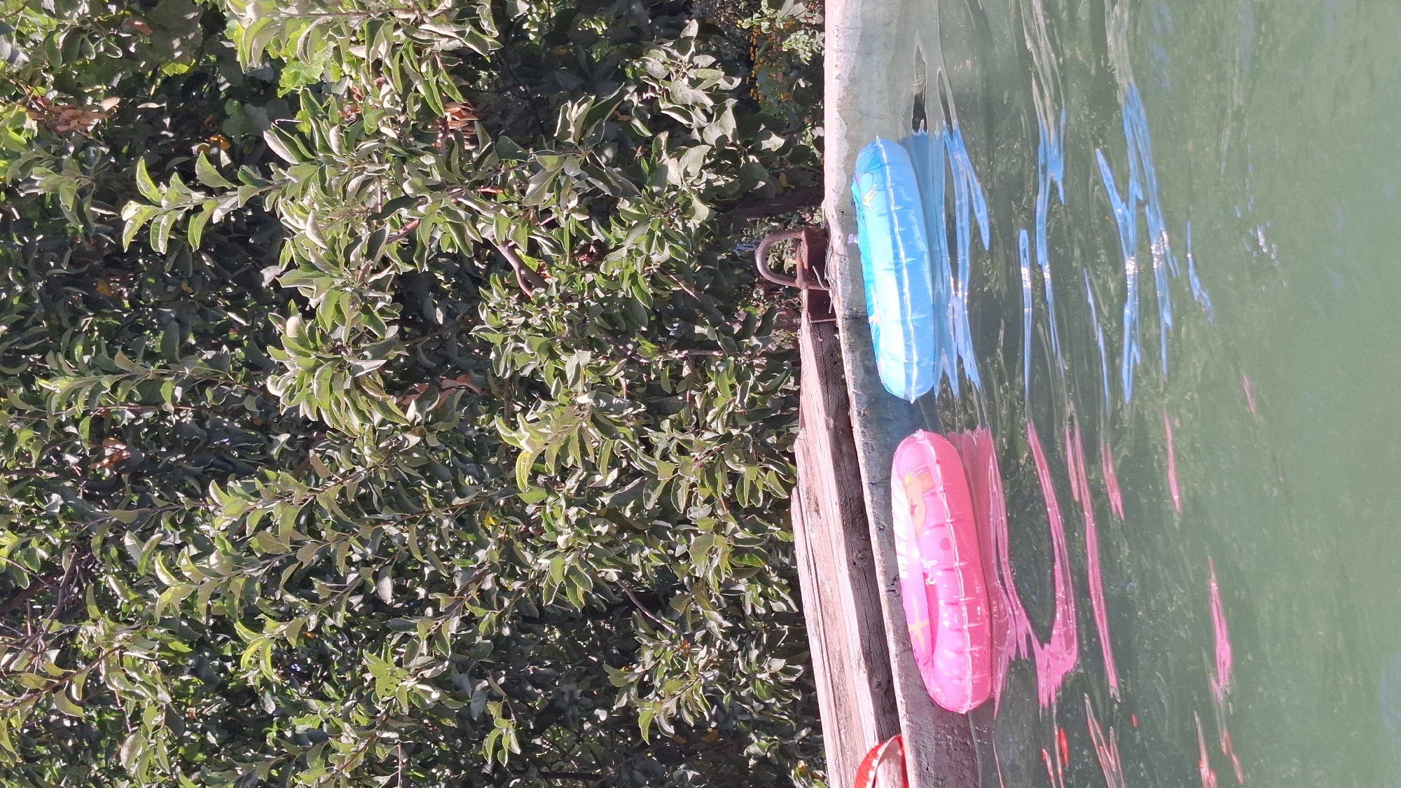 Two inflatable swimming rings, one pink and one blue, float on the surface of a pool of green water. The pink ring is closer to the foreground and to the left, while the blue ring is to the right and slightly further back. The rings are partially submerged, with their inner tubes visible. The water is rippling, reflecting the colors of the rings and the surrounding environment. Behind the pool, there is a dense wall of green foliage from trees or bushes, with sunlight filtering through the leaves. A wooden structure, possibly the edge of the pool or a deck, is visible along the top edge of the water. A rusty metal fixture, possibly a tap or a handle, is attached to the wooden structure. The scene appears to be outdoors in a natural setting, possibly a backyard or a park. The location is identified as Shubarssu, Kazakhstan.