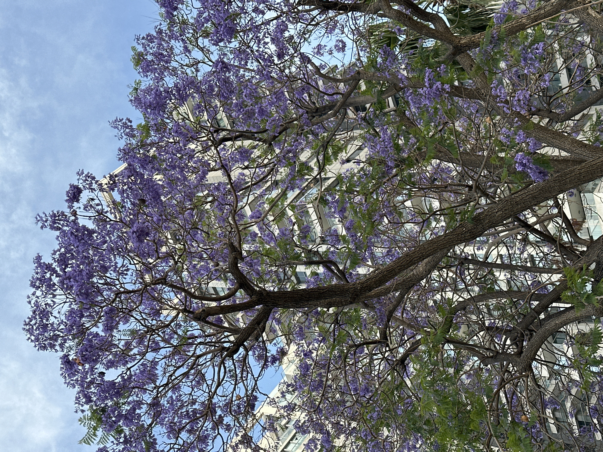 A low-angle shot showcases a mature tree, possibly a Jacaranda, laden with abundant purple blossoms against a backdrop of a partly cloudy, blue sky. Through the branches, the facade of a modern high-rise building is visible. The location is presumed to be in Tel-Aviv, Israel. No people are visible.