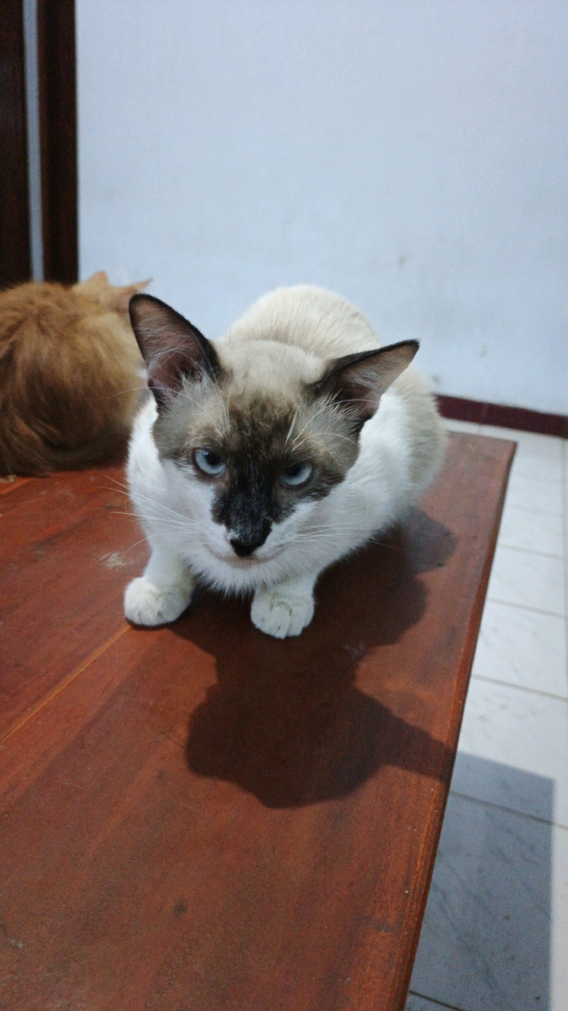 A Siamese cat with blue eyes and dark points on its face, ears, and paws sits on a polished wooden table. The cat is facing forward, with its body slightly to the left. Another cat, mostly out of focus and appearing to be ginger or orange, is visible to the left of the Siamese cat. The background consists of a light blue wall and a tiled floor. The lighting suggests it is indoors, possibly in a residential setting in Campurdarat, Indonesia.