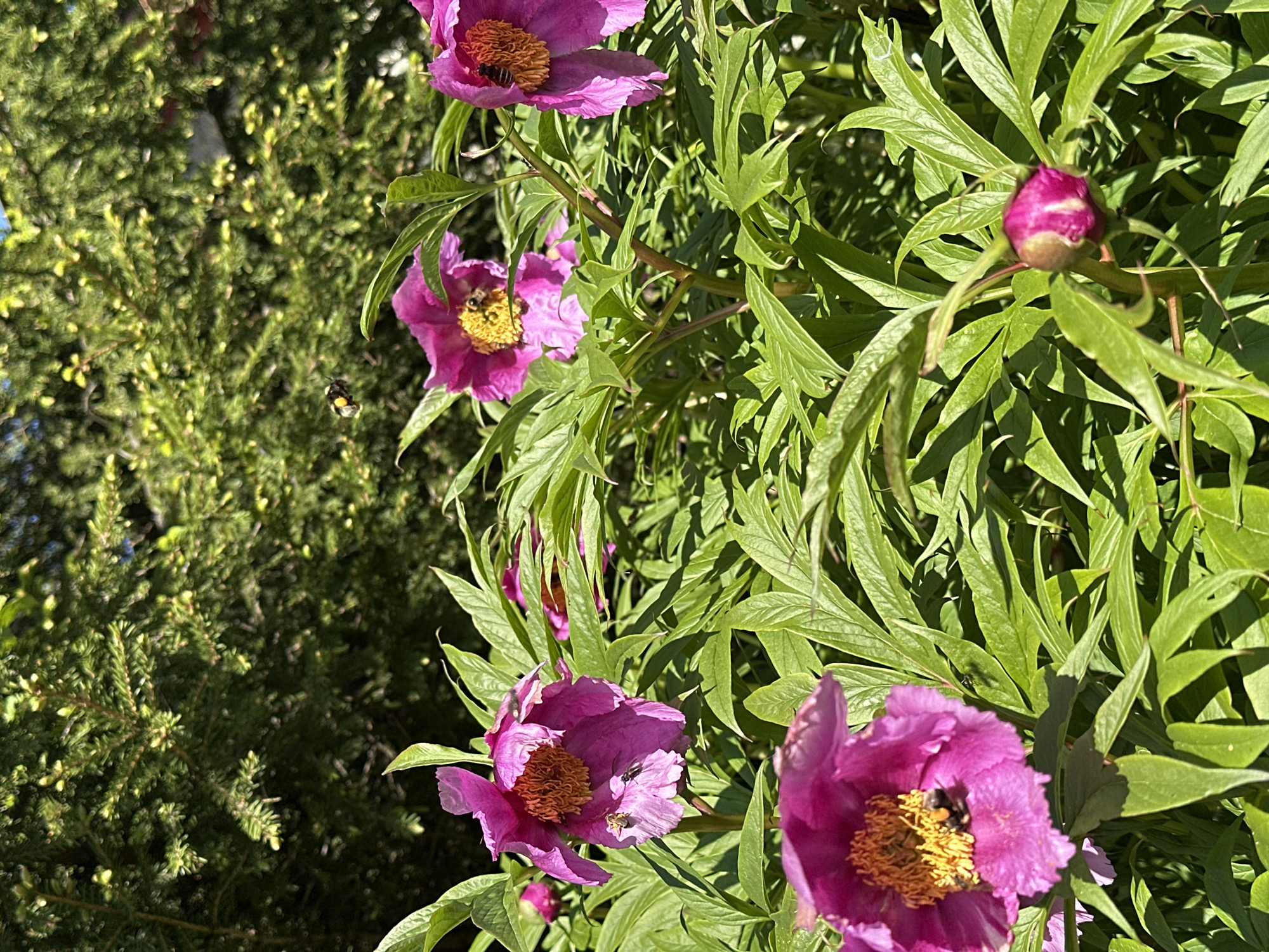 This image shows a close-up view of several magenta peony flowers in bloom, surrounded by lush green foliage. Several bees are visible, some are in flight, and others are actively pollinating the flowers. In the background, a dark green evergreen tree provides a blurred backdrop against a bright blue sky. The scene is bathed in natural sunlight, casting shadows on the leaves and flowers. The overall impression is of a vibrant and lively garden scene. The specific location in the city of Nagornyi, Russia is not identifiable from the image itself.