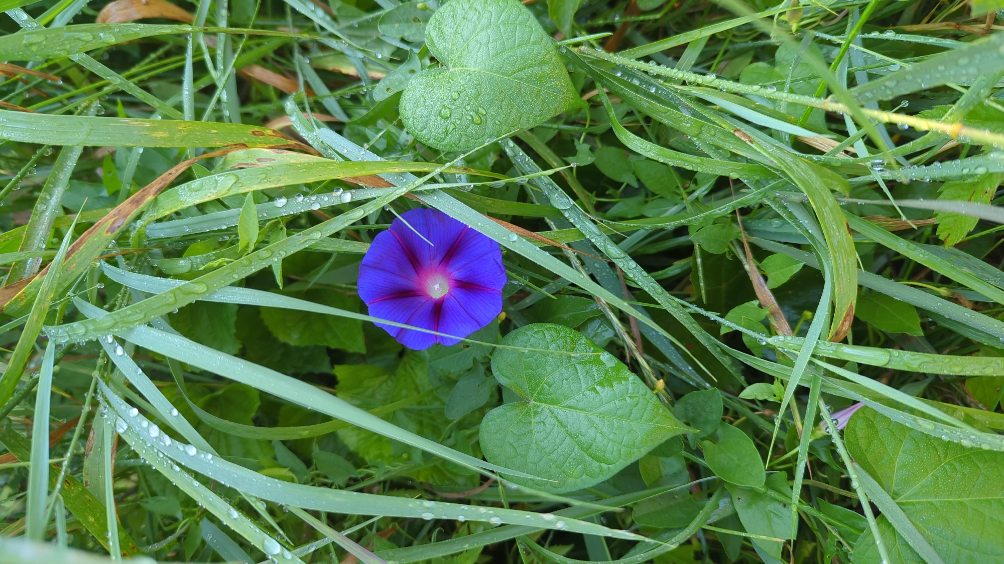 A single, vibrant purple morning glory flower is the focal point of this close-up, vertical shot. It is surrounded by lush green foliage, including grass blades adorned with numerous glistening water droplets, suggesting a recent rain or morning dew. Two heart-shaped green leaves are prominently displayed to the left and right of the flower, also wet with water droplets. The background consists of a dense layer of green leaves and stems, with some drier, brownish leaves interspersed. The lighting is natural and diffused, highlighting the textures and details of the wet vegetation and the striking color of the flower. There is no indication of human presence or any specific Montreal landmarks.