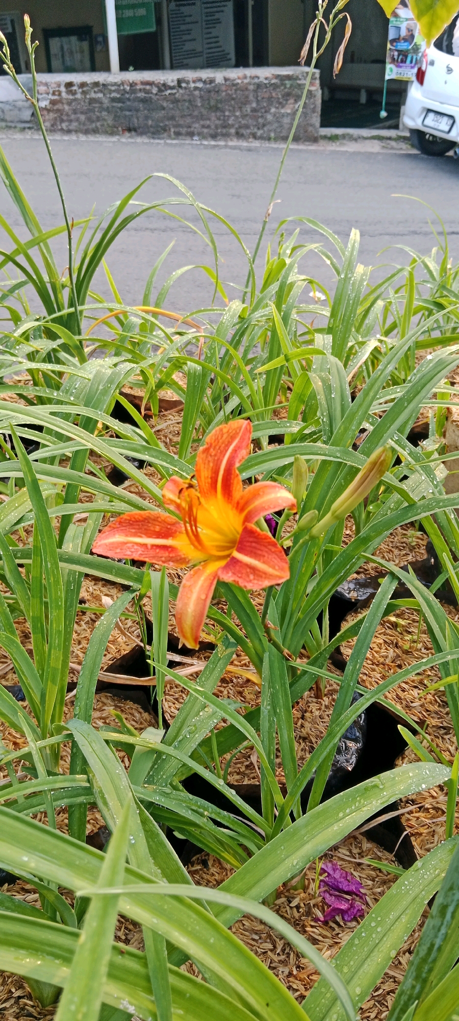 A single orange and yellow daylily is in full bloom, centered in the frame and surrounded by lush green foliage. The leaves of the surrounding plants are wet with dew or recent rain, with visible droplets scattered across their surfaces. The daylily is vibrant, with delicate veins running through its petals and a bright yellow center. Behind the flowers, a road is visible, with a white car parked on the right side of the frame. The car has a license plate that appears to read "1522 XX". A brick wall runs along the edge of the road, and behind it, a building with a green sign is present. The ground is covered in a layer of mulch and some black plastic bags. In the lower right portion of the image, a small cluster of wilted purple petals lies on the mulched ground. The scene appears to be a roadside planting in Cimacan, Indonesia, likely an area with high humidity or recent rainfall.