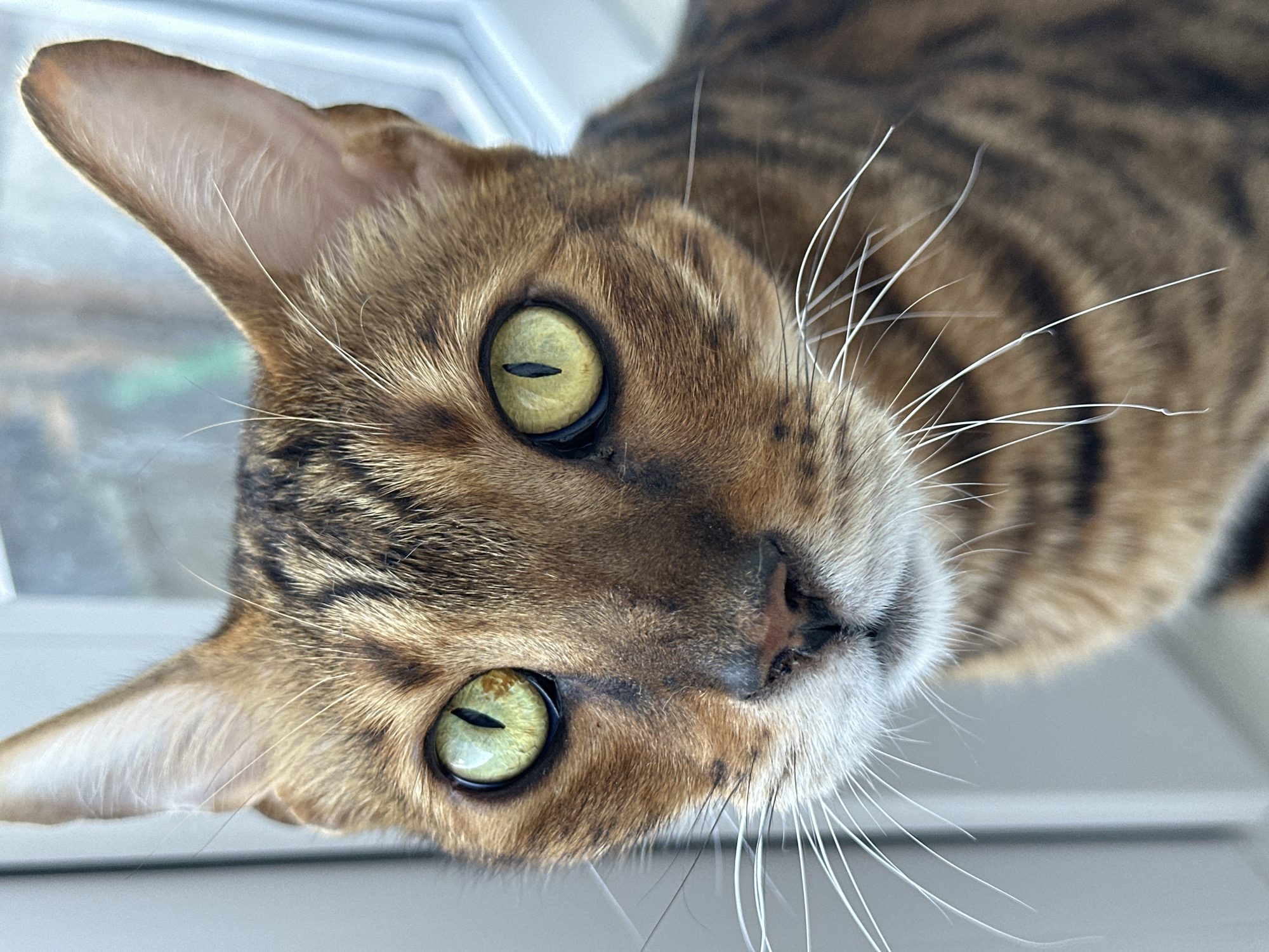 A close-up, head-on portrait of a Bengal cat is captured in this image. The cat's fur is a rich brown with distinct black stripes, typical of the breed. Its large, striking eyes are a vibrant green with vertically slit pupils, conveying a sense of alertness and intensity. The cat's white whiskers are long and prominent against its striped face. The background is softly blurred, suggesting an indoor setting near a window, with hints of outdoor scenery visible. The image does not contain any elements that indicate a location in Energetik, Russia.