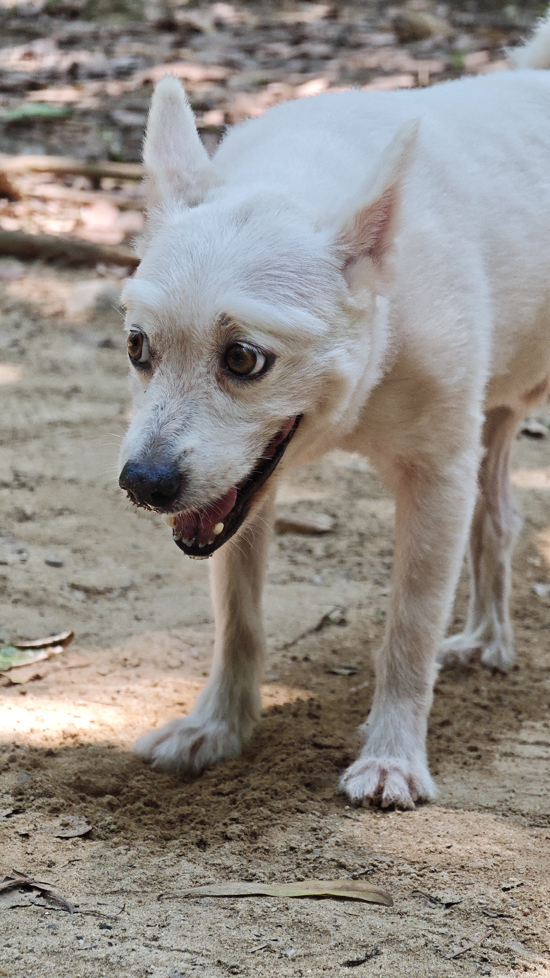 A medium, full shot depicts a small, white dog standing on a sandy ground. The dog has a black nose and brown eyes, and its mouth is slightly open, revealing teeth. The dog's posture suggests alertness or curiosity. The background consists of blurred foliage and possibly dirt, indicating an outdoor setting. The dog appears to be the primary subject of the image, and there are no other apparent subjects or people in the frame. The specific location in Đà Nẵng, Vietnam, cannot be determined from this image alone.
