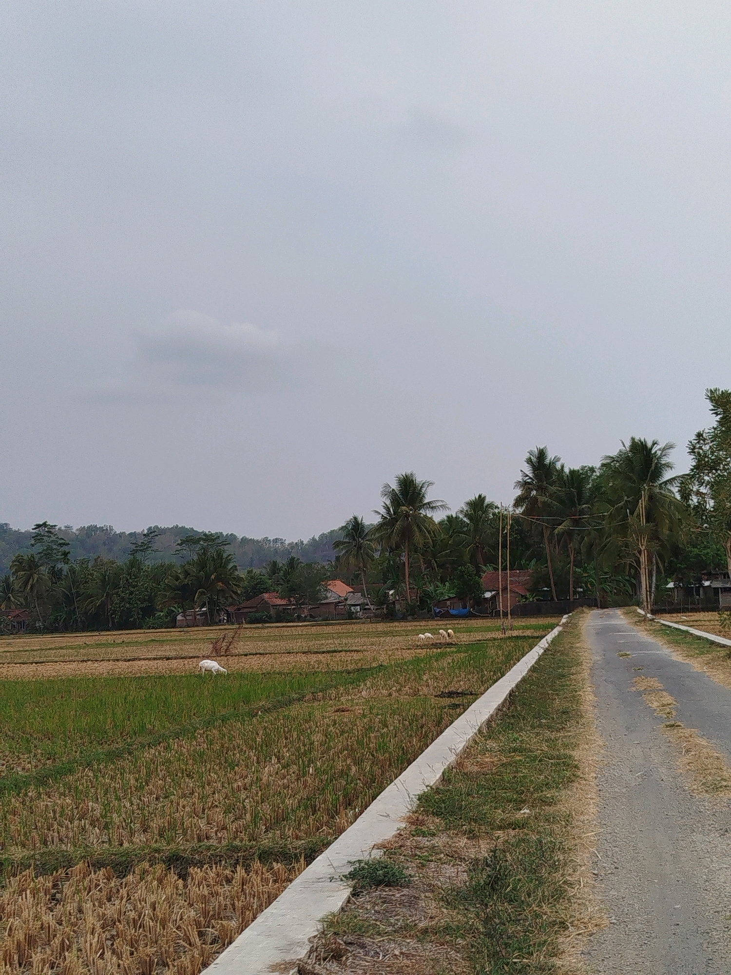 The image depicts a rural scene in Kedungwaru, Indonesia, under a cloudy sky. A paved road with a concrete curb runs diagonally from the bottom right towards the middle distance. To the left of the road are rice fields, some appearing harvested with dry stubble, while others show green growth. Several white sheep graze in the fields. In the background, a cluster of houses with red-tiled roofs are visible amidst lush green trees, including numerous palm trees. A gentle, forested hill forms the backdrop.