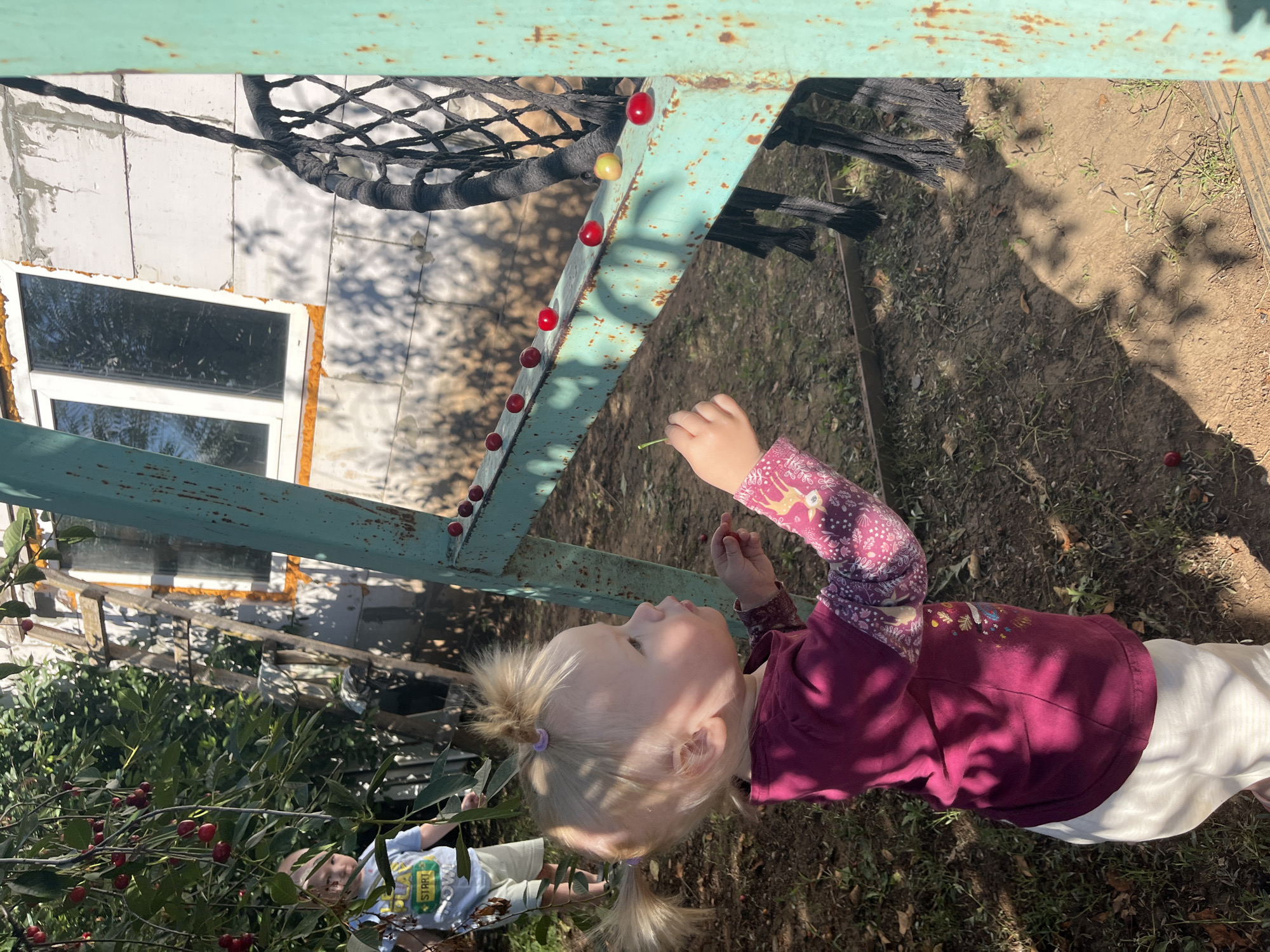 In this outdoor medium shot, a young blonde girl with two pigtails is held in a vertical orientation, gazing upwards. She wears a maroon long-sleeved shirt with a floral and animal print on the sleeves and a solid maroon torso. She is holding a thin green stem in her right hand. In the foreground, a large bush with many red cherries is visible. In the background, a rustic, pale green metal structure with visible rust streaks is present. A black rope net hangs from the structure. The ground is covered in dirt and dry grass. To the left, a white building with a window is partially visible. Another young child in a light blue shirt is visible in the lower left portion of the image, partially obscured by the bush. The scene appears to be set during the daytime under natural sunlight. The overall mood seems relaxed and playful, with a focus on the children and the cherry-picking activity.