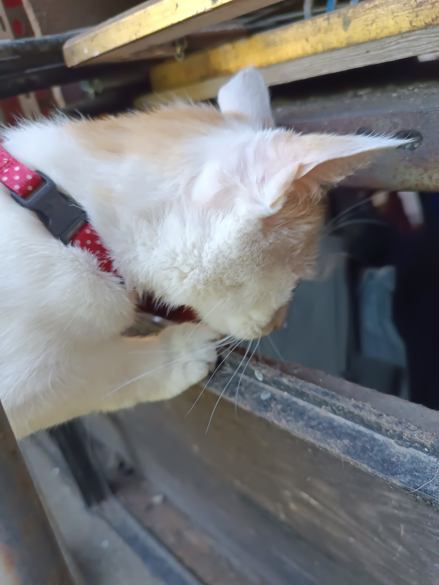 A close-up shot focuses on a white and orange cat with a red polka-dot collar. The cat is positioned near a weathered wooden or metal ledge. The environment is shadowed, and the location is potentially Viadana, Italy, but there is no context in the image to prove that. The cat is likely grooming itself.