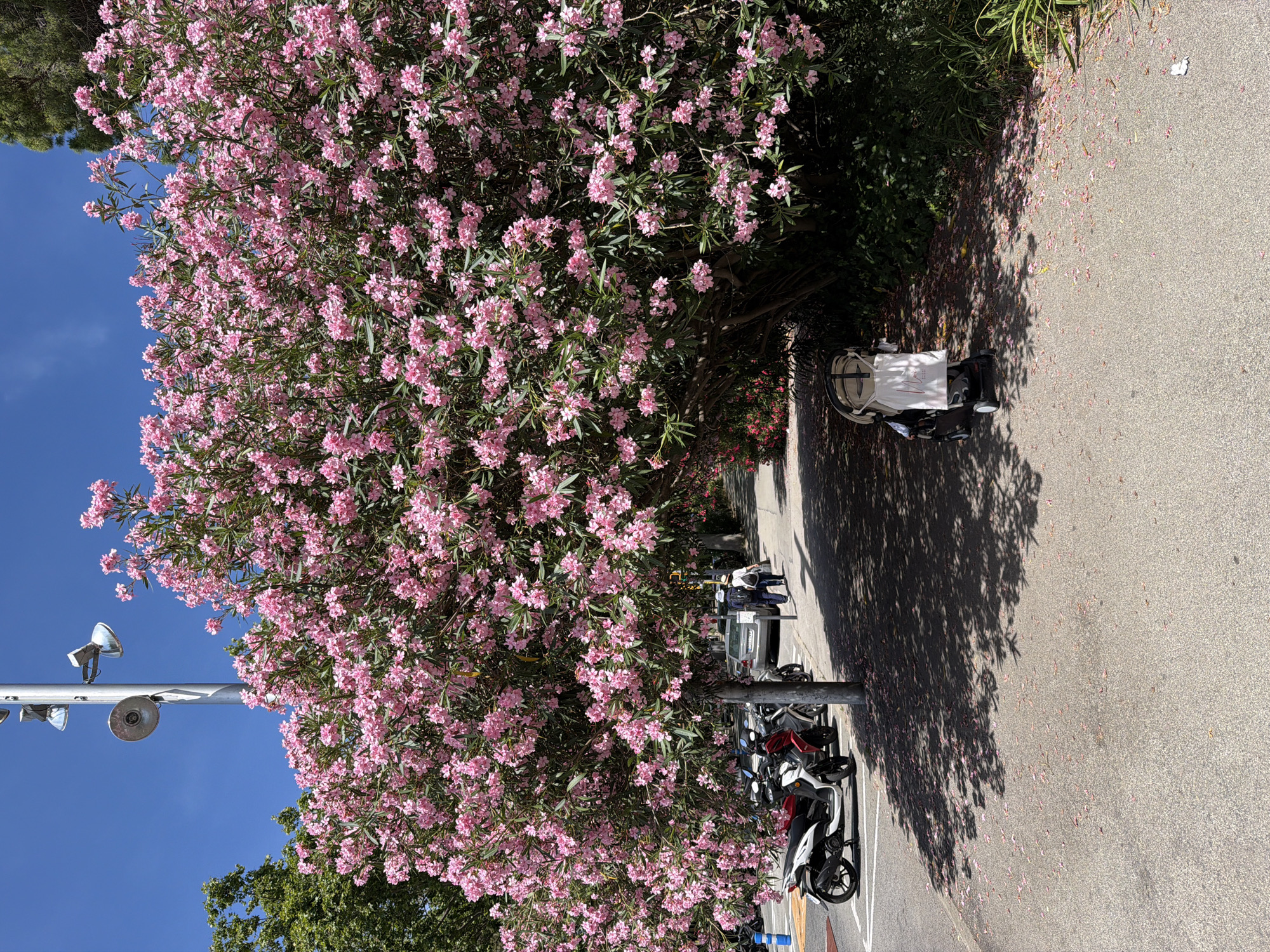 The image depicts a sunny day in Barcelona, Spain, featuring a pathway bordered by a large, blooming tree with vibrant pink flowers. Several motorcycles are parked on the left side of the street, suggesting a public area. A stroller is visible on the pathway, indicating the presence of a child or baby. In the background, two individuals are walking, and cars are parked along the street. The scene is illuminated by natural daylight, casting shadows from the tree and streetlights onto the pavement. The presence of fallen pink petals on the ground suggests that the tree is in full bloom.