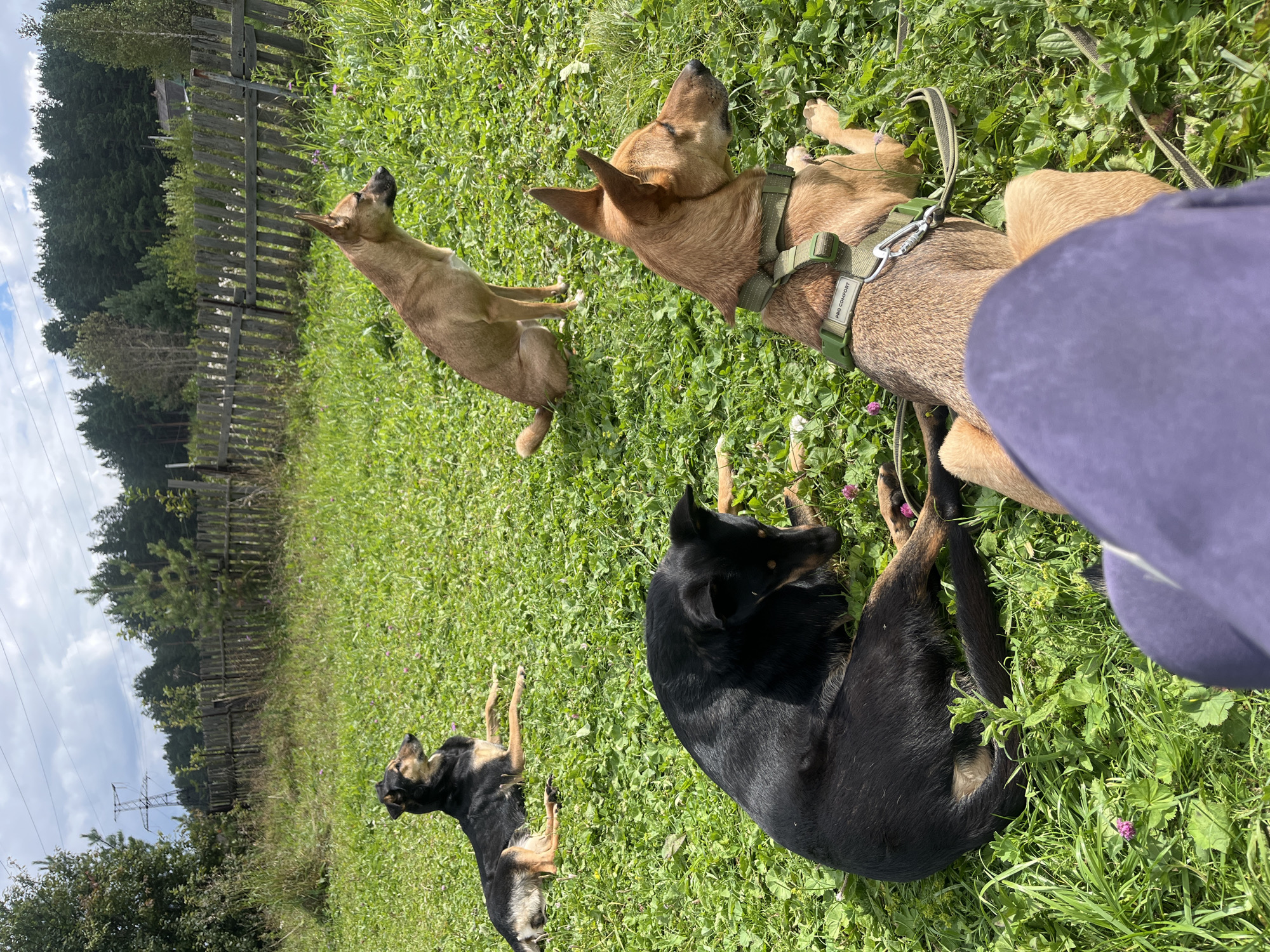 Three dogs are lying on a grassy area, possibly a yard or field, with a wooden fence in the background and trees beyond that. The sky is cloudy. The dogs are of various breeds and colors. One dog is black and tan and lying down in the foreground, facing left. Another dog, tan and brown, is lying down to the left and behind the black and tan dog, facing right. A third dog, also tan and brown, is sitting up to the right and behind the other two dogs, facing right. The ground is covered in green grass and some small pink flowers. A person's legs wearing purple pants are visible in the bottom of the frame, indicating the perspective of the photographer. The scene is outdoors and appears to be during the daytime.
The image does not contain enough visual information to determine if it is located in the city of Nizhny Tagil, Russia.