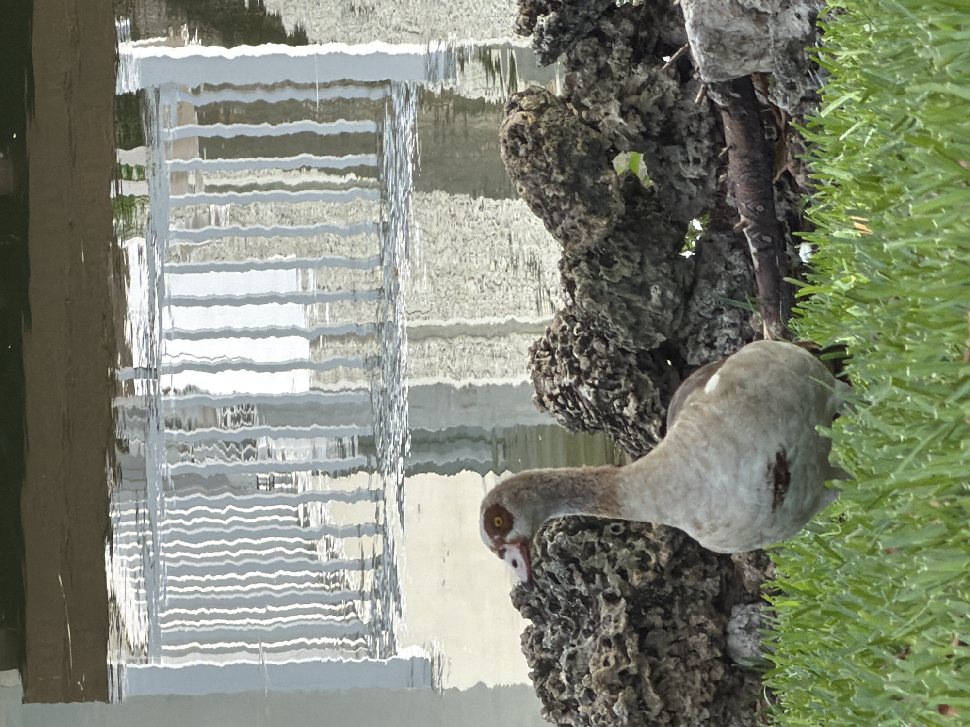 The image shows an Egyptian goose standing on lush green grass. Behind the goose, there are dark, porous rocks, and further back, a body of water with reflections of a white railing and some greenery. The goose has a light brown and white plumage, with distinctive reddish-brown eye rings and a pinkish beak. The water's surface is rippled, creating distorted reflections of the railing, which appears to be part of a building or structure. The overall setting suggests an outdoor environment, possibly a park or a landscaped area with water features, in a city. The lighting appears to be natural daylight, and the composition is a medium shot focused on the goose. The image is captured from a slightly low angle, with the grass in the foreground.