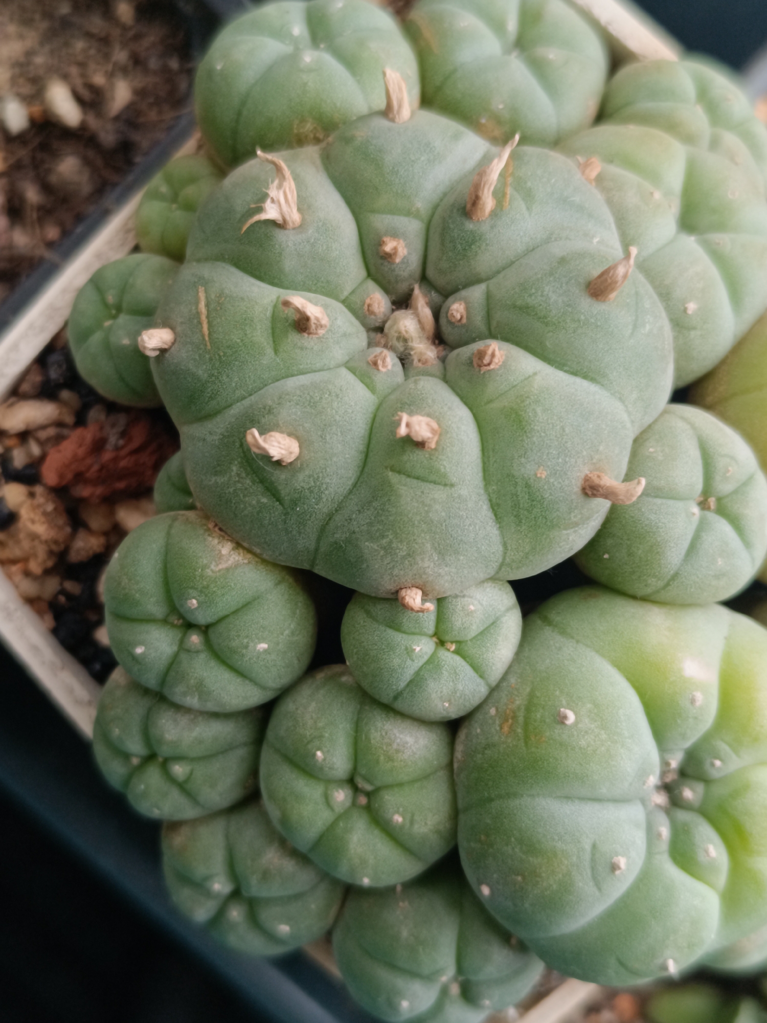 A close-up, top-down view of a cluster of green Lophophora williamsii cacti in a white rectangular pot filled with soil and small pebbles. The cacti have a segmented, rounded appearance with small, brown, dried remnants of spines protruding from the areoles. The overall color of the cacti is a pale green, with some variations in hue due to lighting. The pot is positioned at an angle, with the soil and pebbles visible on the left side and the dark background on the lower right. There are no people or animals present in the image. The scene appears to be indoors or in a sheltered outdoor environment, given the artificial lighting and controlled substrate. The image is sharp and focused on the cacti.