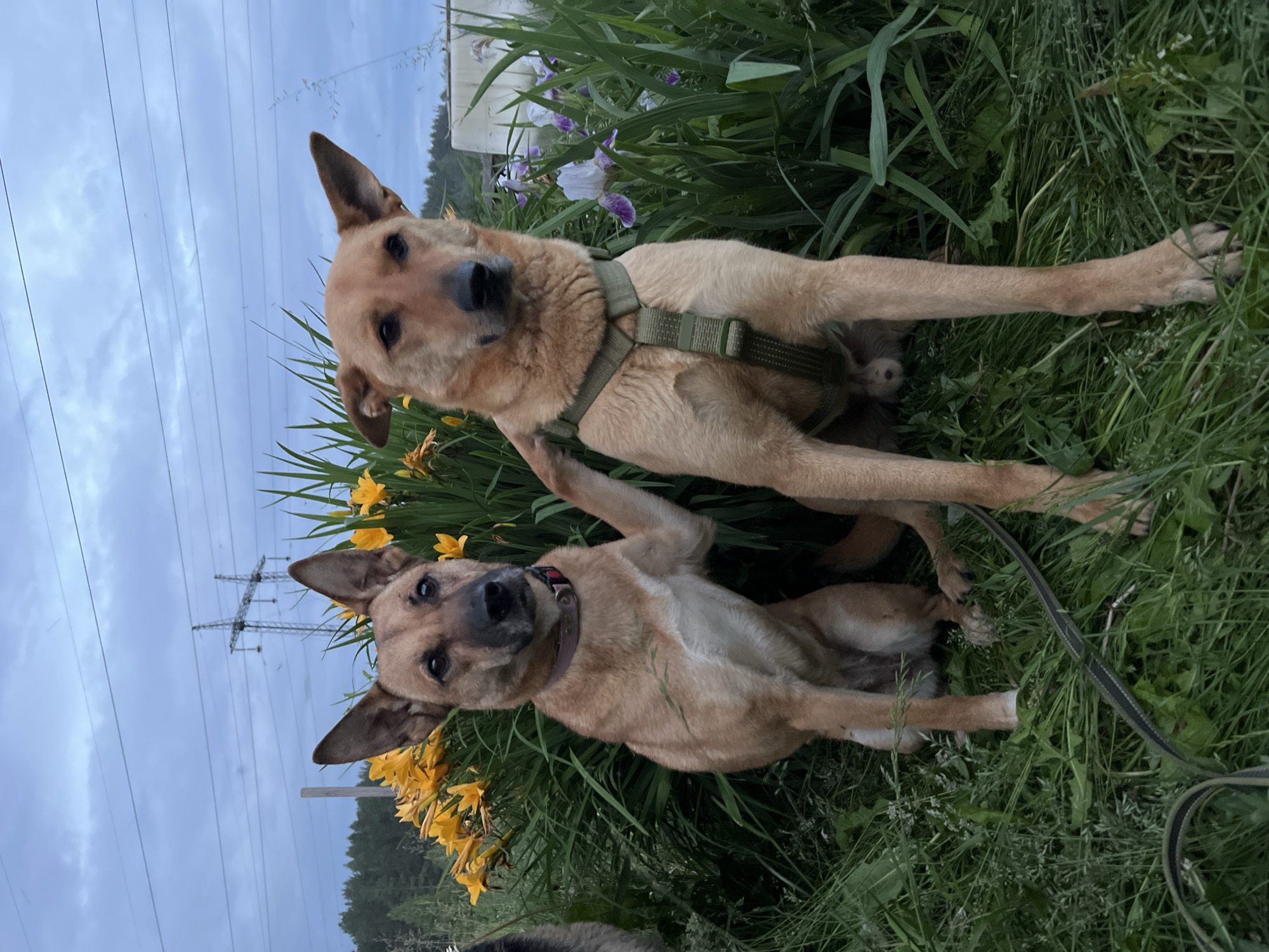 Two medium-sized, light brown dogs are sitting in tall green grass next to a flower bed. The dog on the left has its front right paw resting on the back of the dog on the right. The dog on the right is wearing a green harness. Behind the dogs, there is a dense cluster of bright yellow flowers and some purple iris flowers. In the background, there are trees, power lines, and a cloudy sky. The scene appears to be outdoors in a semi-rural or park-like setting. The image was taken in Nizhny Tagil, Russia.