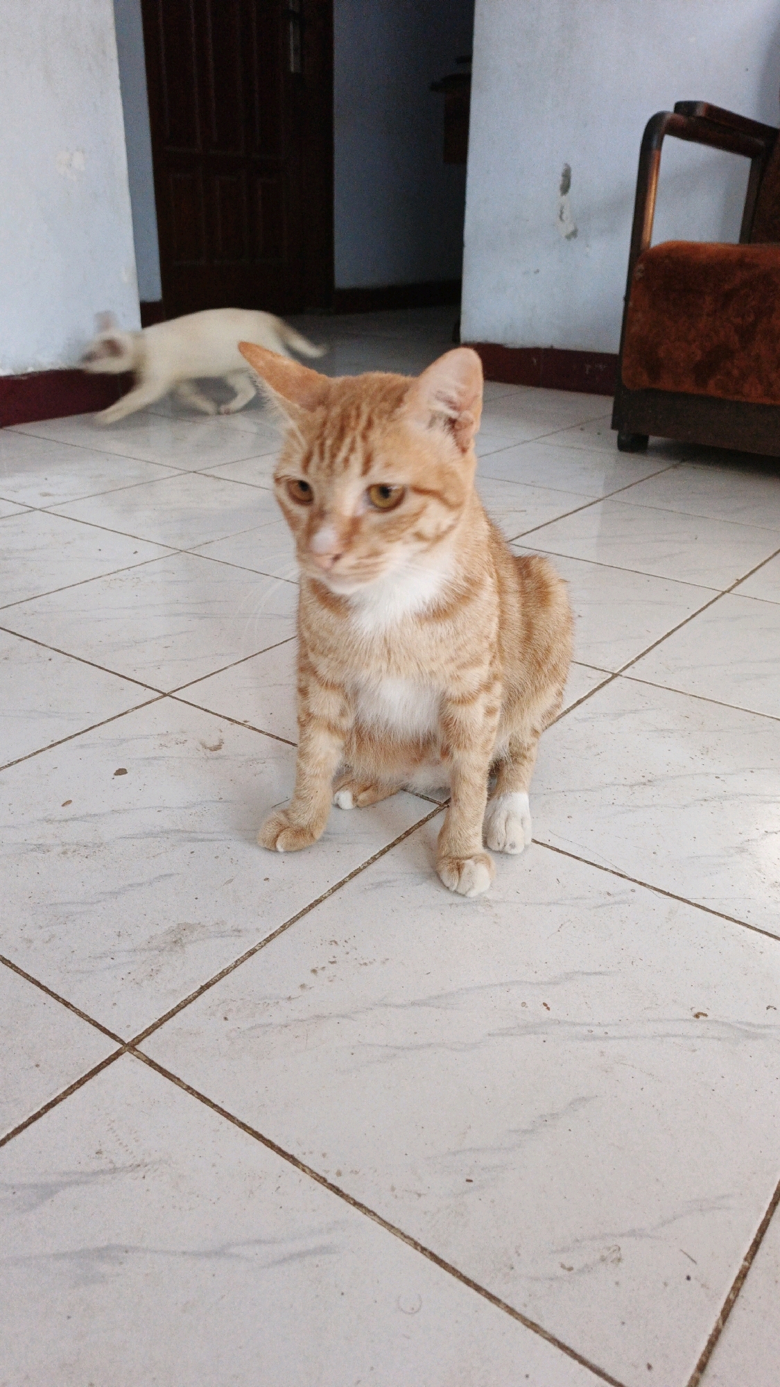 In Campurdarat, Indonesia, an orange tabby cat is seated on a tiled floor. The cat is facing slightly to the right, with its body oriented towards the camera. Its fur is striped with darker orange and white. The floor is made of white square tiles with visible grout lines. In the background, a white cat is in motion, blurred due to movement, and a dark wooden door is visible. To the right of the frame, a portion of a dark-colored armchair with an orange upholstered seat is present. The lighting appears to be natural, coming from an unseen source.
