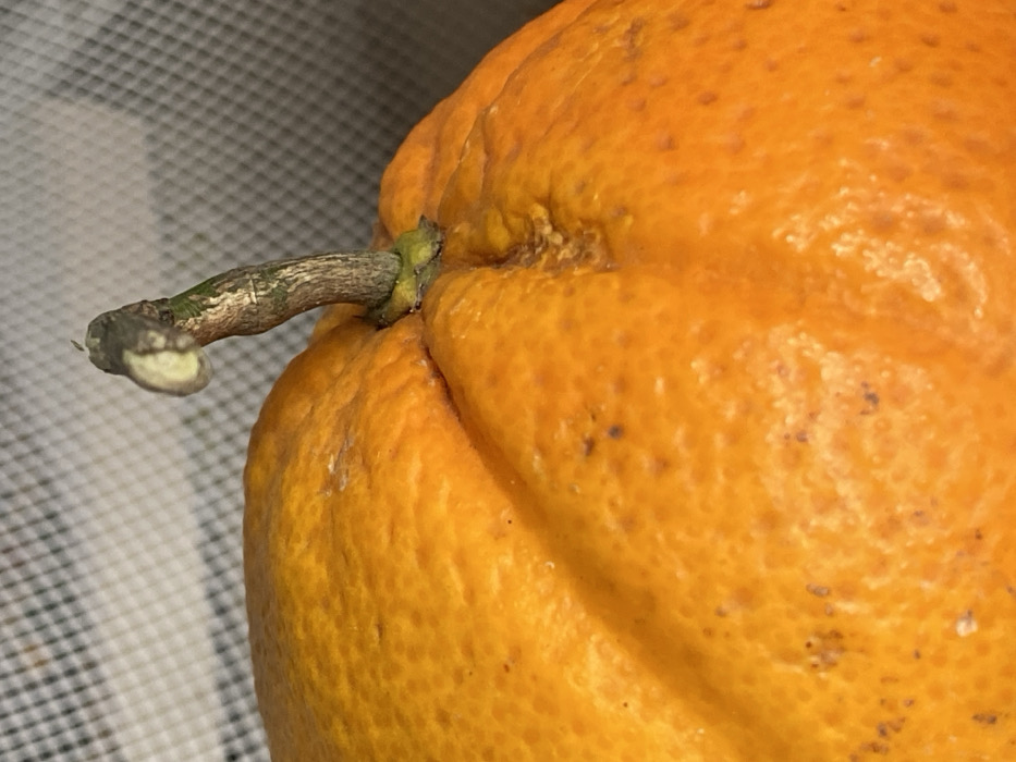 This image, captured in Apt, France, presents a close-up, slightly overhead view of a single orange citrus fruit. The fruit displays a vibrant orange peel with a textured, dimpled surface, characteristic of an orange or clementine. Visible imperfections include several small, dark brown or black spots and some lighter, duller patches on the skin. Distinct furrows delineate segments on the upper surface of the fruit. A curved, woody stem, approximately 4-5 centimeters in length, protrudes vertically from the apex of the fruit. The stem exhibits shades of brown, gray, and green, with a small collar of green tissue at its base where it connects to the fruit. A pale yellow or off-white substance is present at the severed tip of the stem. The background is an out-of-focus, light-colored mesh or woven fabric with a diagonal pattern, providing a neutral backdrop.