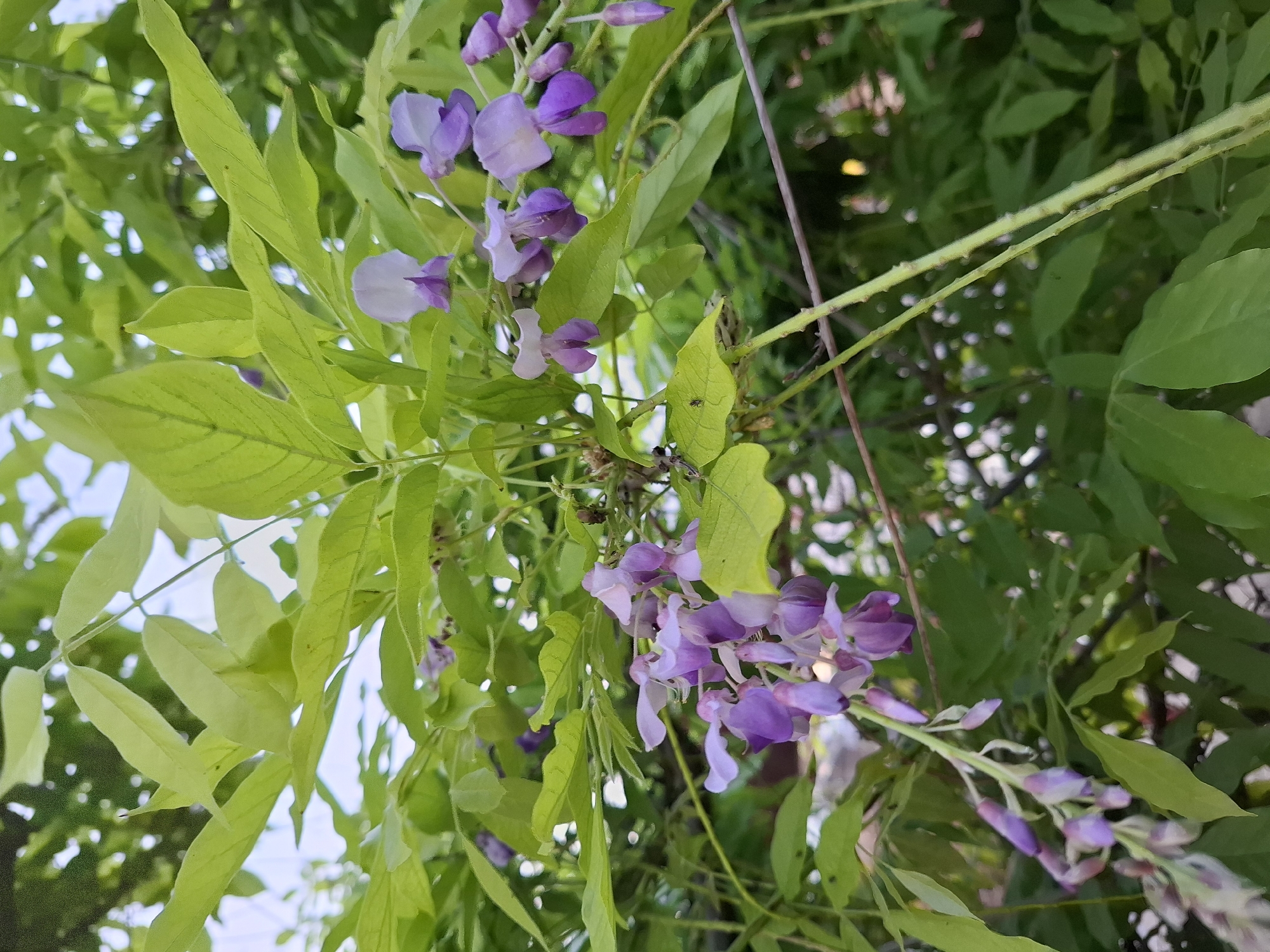 A close-up, low-angle outdoor shot shows a blooming wisteria vine with clusters of light purple and lavender flowers cascading downwards amidst vibrant green leaves. The focus is on the delicate blossoms and foliage, with the background showing more greenery and a bright, possibly cloudy, sky. The scene is likely from a garden or park in Korenovsk, Russia, given the context. No people or animals are prominently featured, though a small insect is visible on a leaf in the lower left. The lighting suggests daytime.