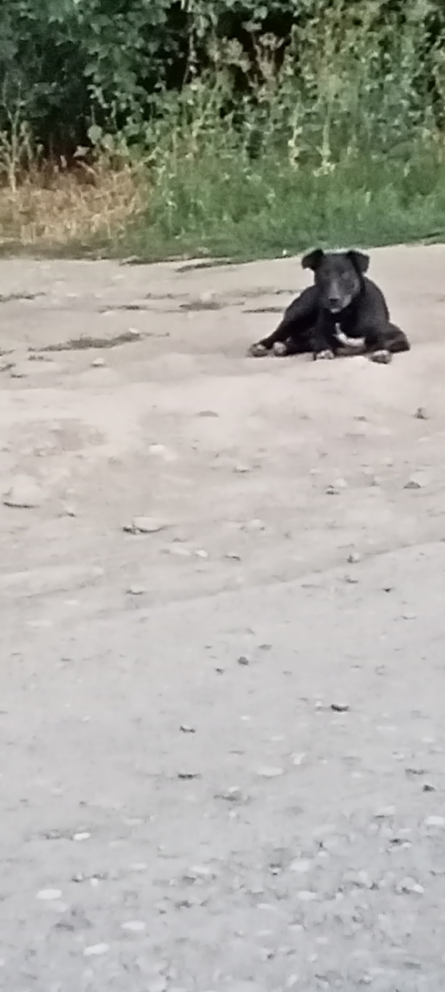 A black dog with a white patch on its chest is lying down on a dirt path in front of some greenery. The dog is facing the camera with its head slightly tilted. The ground is dusty and uneven with small pebbles scattered around. The background consists of blurred green foliage. The location is identified as Romanovka, Kyrgyzstan.