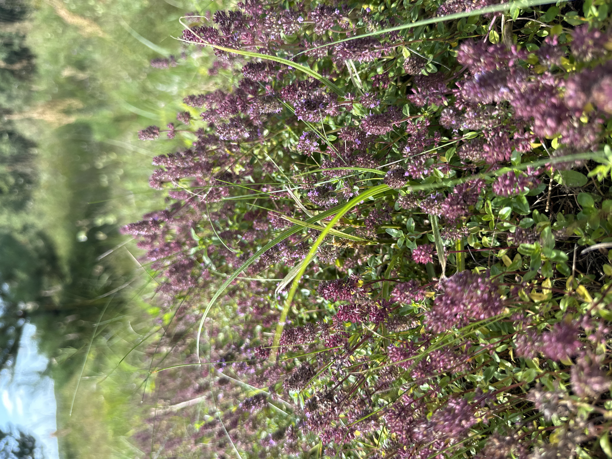 This is a close-up, eye-level shot of a field of wild thyme with small purple flowers in Norviliškės, Lithuania. The foreground is dominated by the thyme plants, with their small, dense clusters of purple blossoms and green leaves. Several blades of tall grass are interspersed throughout the thyme, some of which are in focus while others are blurred. In the background, the scene is soft and out of focus, showing patches of green grass, some trees, and a hint of blue sky. The overall impression is one of natural abundance and a summery meadow.