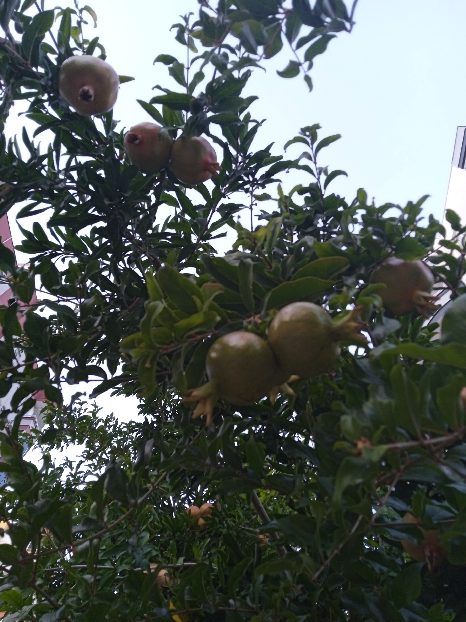 The image shows a pomegranate tree with several pomegranates on branches, set against a bright sky. The pomegranates are predominantly green, with some showing hints of red. The leaves of the tree are a dark green, and the branches are brown. The overall scene suggests a natural outdoor setting, possibly a garden or orchard, within the city of Mezitli, Turkey, known for its fruit cultivation. The perspective is from below, looking up into the tree.