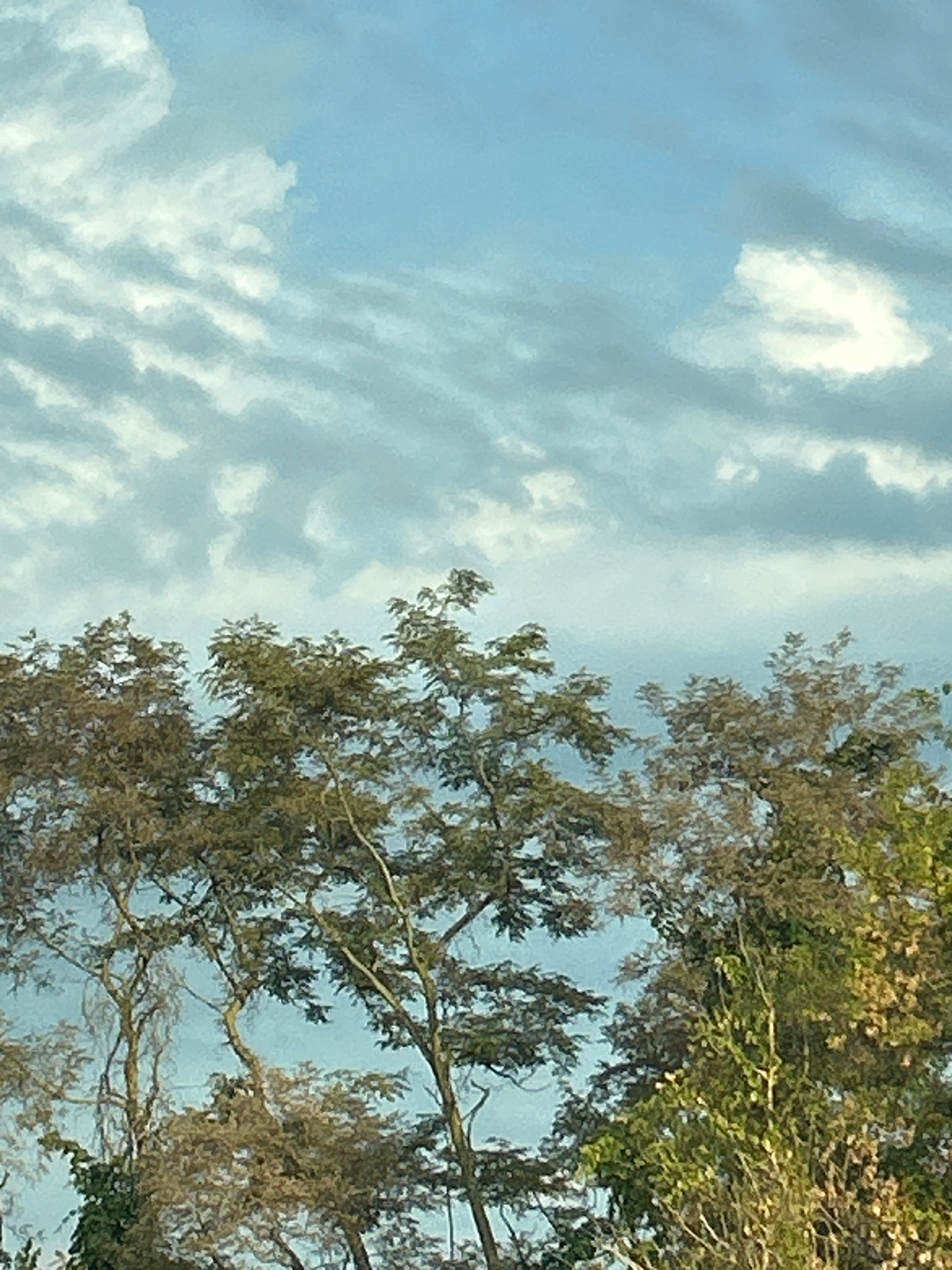 The image captures a view of trees against a sky with scattered clouds. The trees are predominantly green and brown, with some branches visible. The sky is a light blue, with white and gray clouds moving across it. The scene appears to be an outdoor environment, possibly a park or a natural area within Robinson Township, United States of America. There are no people or animals visible in the image, nor are there any discernible structures or man-made objects. The lighting suggests it is daytime, possibly late afternoon given the soft light on the foliage.