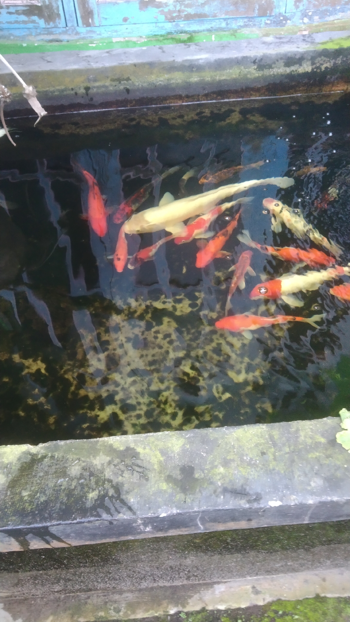 A medium-angle, eye-level shot shows a school of koi fish swimming in a pond. The pond is rectangular and appears to be made of concrete. The water is dark and murky, with some algae visible on the bottom. The koi fish are of various colors, including orange, white, and black. Some of the fish are larger than others, and some have distinct markings. The fish are swimming in different directions, and some appear to be close to the surface. In the background, there is a weathered wooden structure with peeling blue and green paint. The edge of the pond is visible in the foreground, and it appears to be made of concrete and is covered in moss. A small green leaf is visible on the right edge of the pond. The location is identified as Argomulyo, Indonesia.