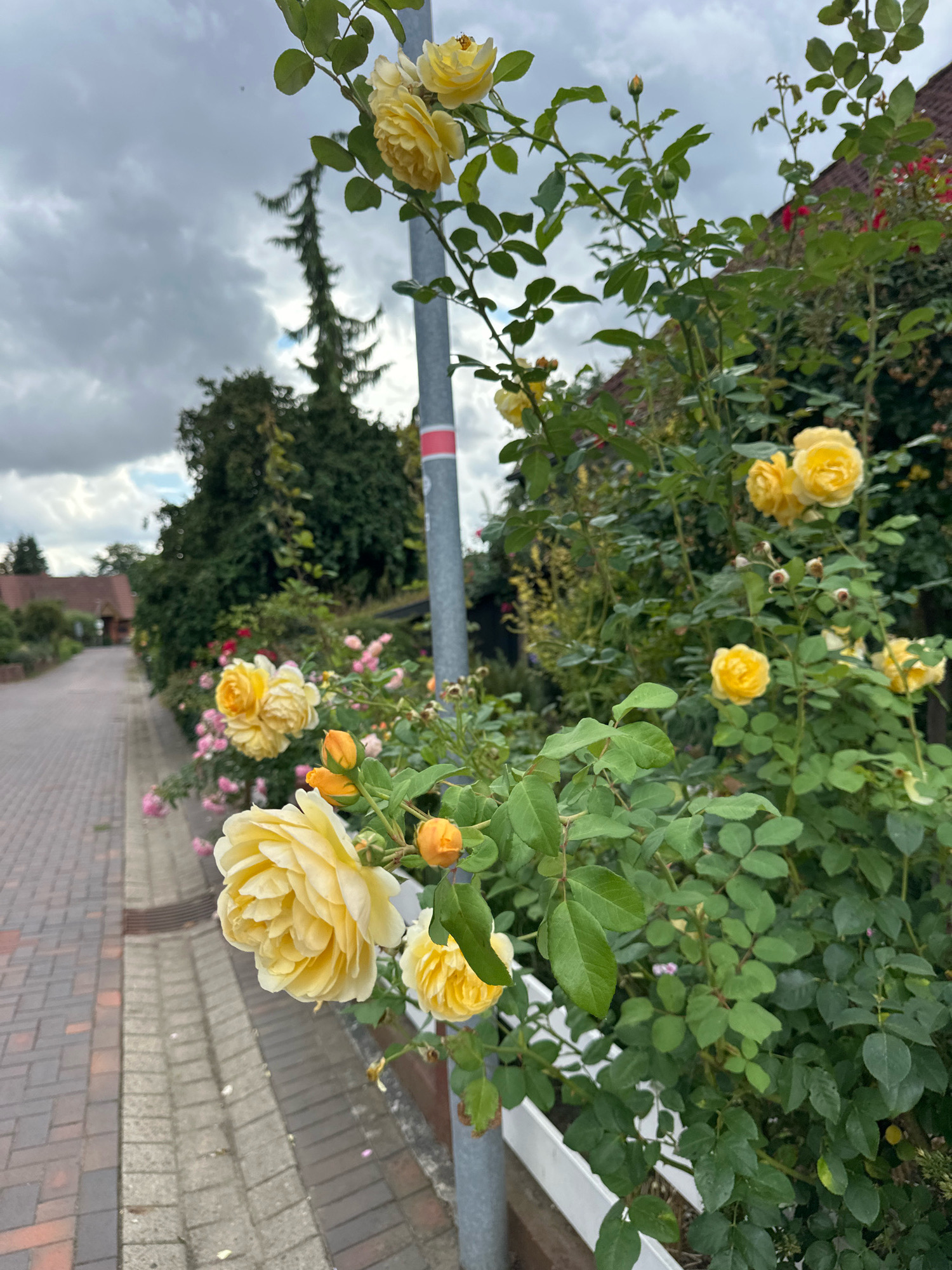 The image depicts a street scene in Samtgemeinde Thedinghausen, Germany, likely during overcast weather. The foreground is dominated by a rose bush with several yellow roses in bloom and some buds. The roses are clustered on a branch that extends into the frame from the right. A light grey pole, possibly a street lamp or signpost, is visible behind the roses, with a red and white band around it. To the left of the rose bush, a paved walkway made of reddish-brown and grey bricks runs parallel to the street. In the background, trees and houses with red tile roofs are visible. The overall impression is of a quiet residential street adorned with flowering plants.