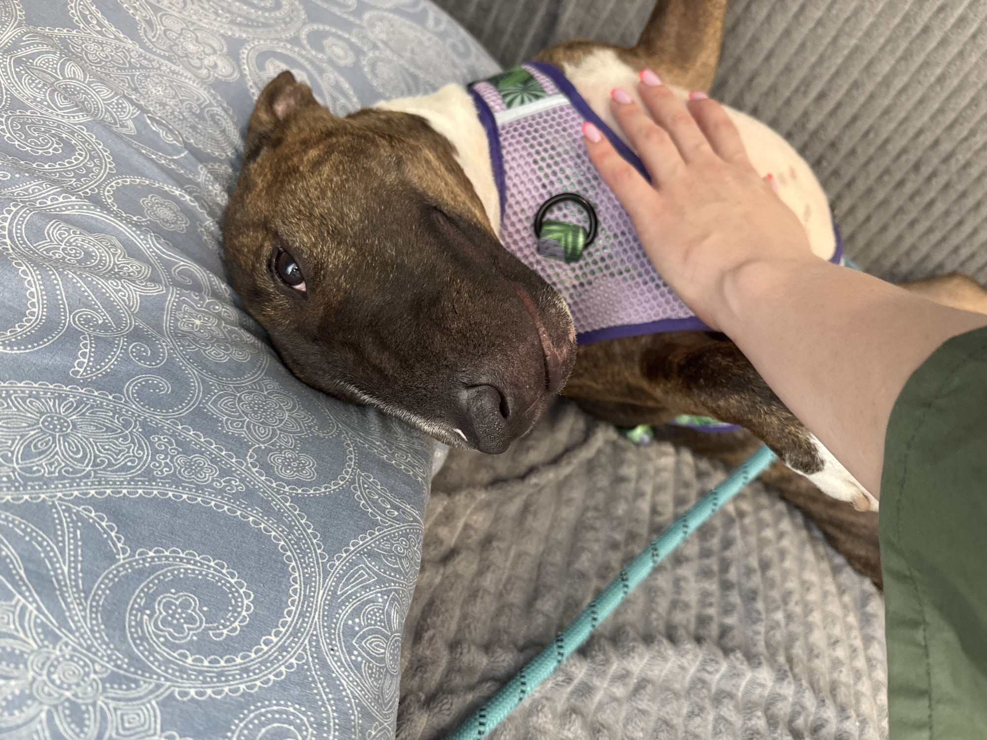 A brown and white brindle dog wearing a purple mesh vest with a green design lies on a gray patterned cushion, its head resting on a light blue paisley patterned pillow. A hand with painted fingernails rests on the dog's chest. A blue leash is visible near the dog. The scene is indoors.