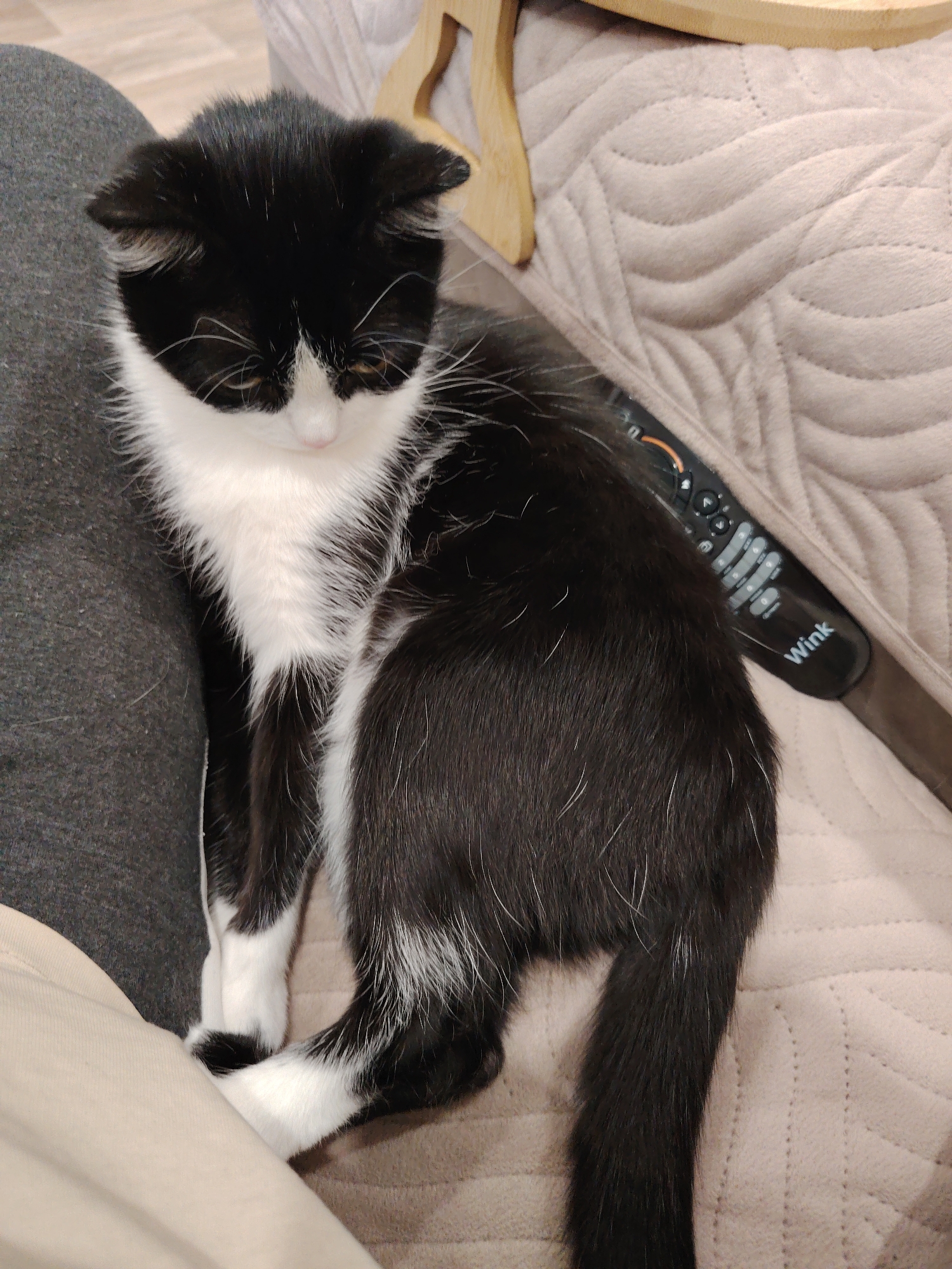 A tuxedo cat is sitting on a beige quilted couch with a Wink TV remote nearby, resting against someone's leg.
