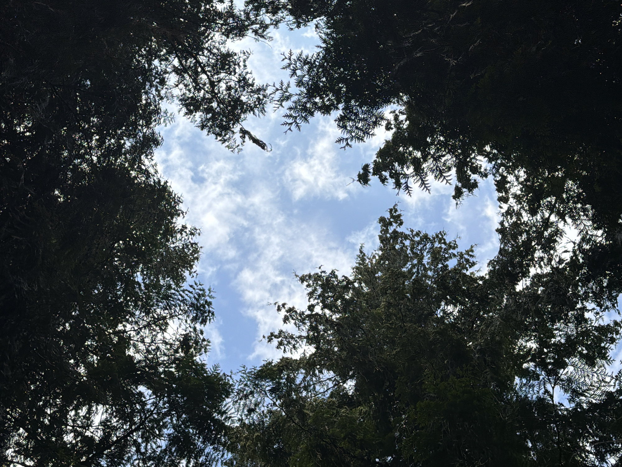 The image shows a view looking up through the dark green foliage of evergreen trees towards a bright blue sky with scattered white clouds. The branches of the trees create an irregular frame around the sky, with sunlight filtering through in some areas. There are no people, animals, or man-made objects visible in the scene. The environment appears to be a natural setting, possibly a park or a forested area.