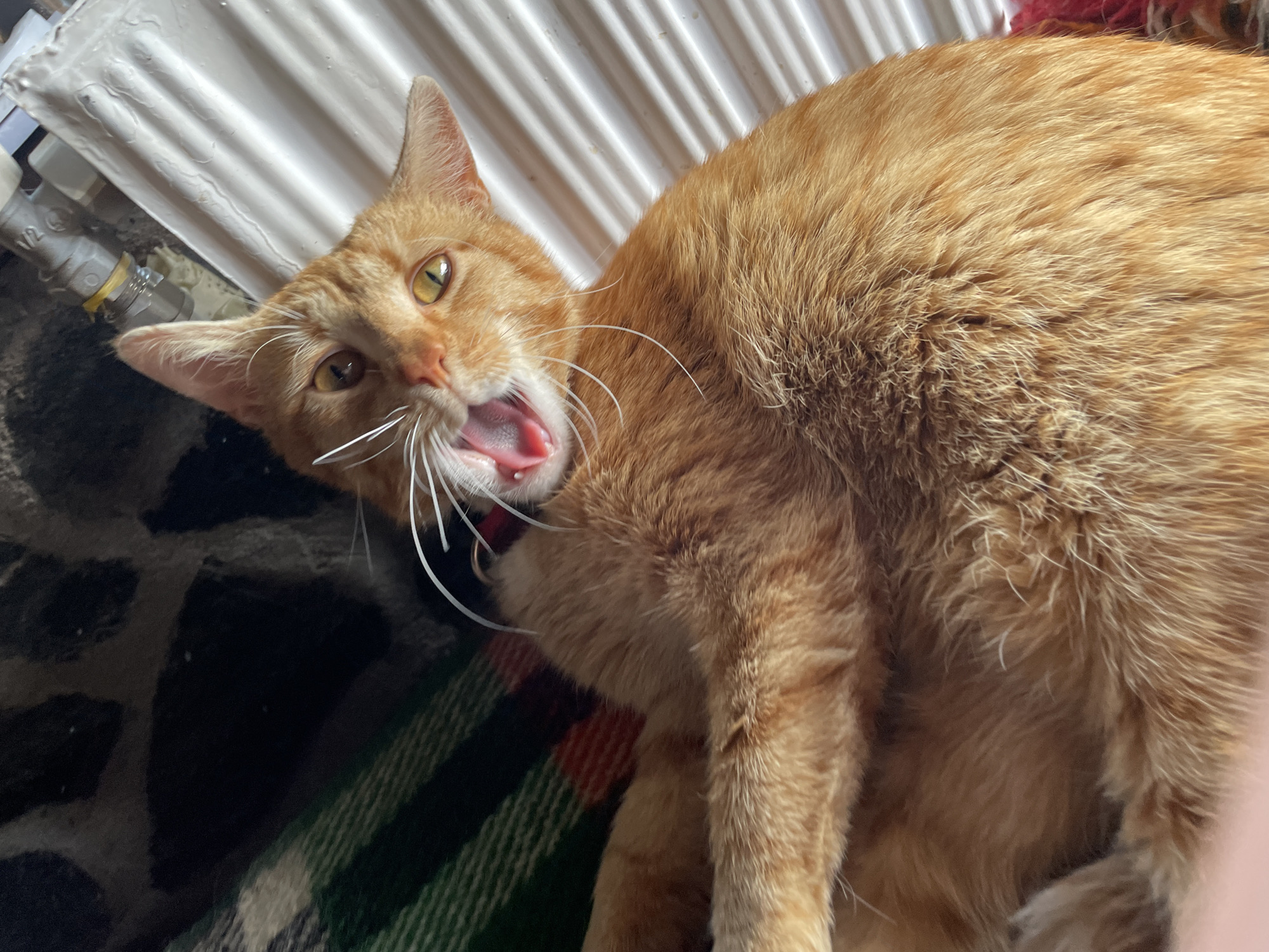 An orange tabby cat with yellow eyes is captured in a close-up, distorted perspective. The cat has its mouth wide open, revealing its tongue and teeth. The cat is wearing a collar, partially obscured from view. The cat is lying on a patterned blanket with red and green stripes against a darker background. A white, ridged radiator is visible in the background, located in the city of Zlatograd, Bulgaria.