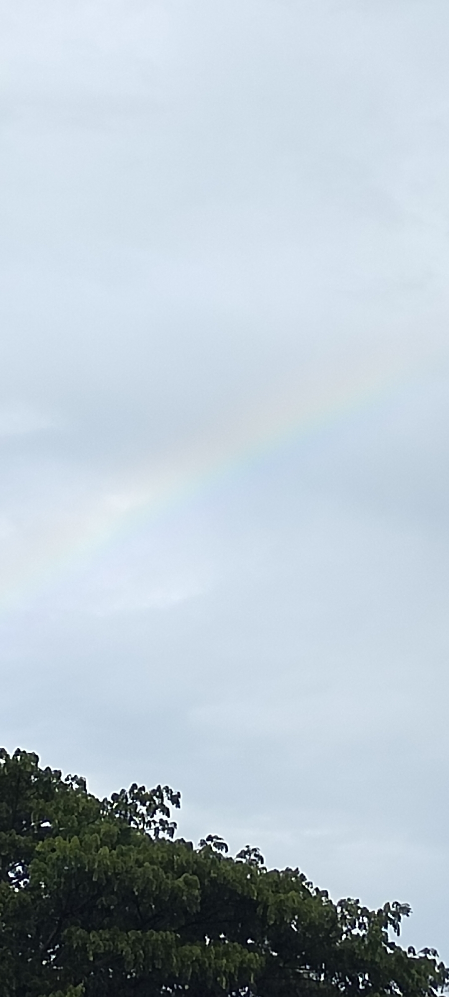 The image captures a fragment of a rainbow arching across a pale, overcast sky. The lower portion of the frame is dominated by the lush, dark green foliage of a tree canopy. The rainbow is faint, composed of muted pastel hues, and appears to be a primary bow. The lighting suggests an overcast day, possibly after or during a light rain shower. The scene is serene and natural, with no human presence or urban elements visible, suggesting a park or a natural area within the city of Lhokseumawe, Indonesia.