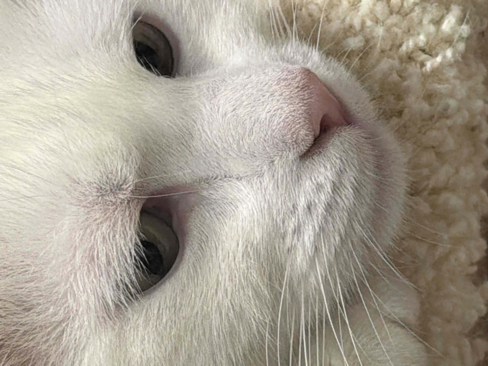 A close-up image shows the face of a white cat with green eyes and a pink nose. The cat is lying on a textured, off-white surface, possibly a blanket or rug. The background is blurry, indicating a shallow depth of field.